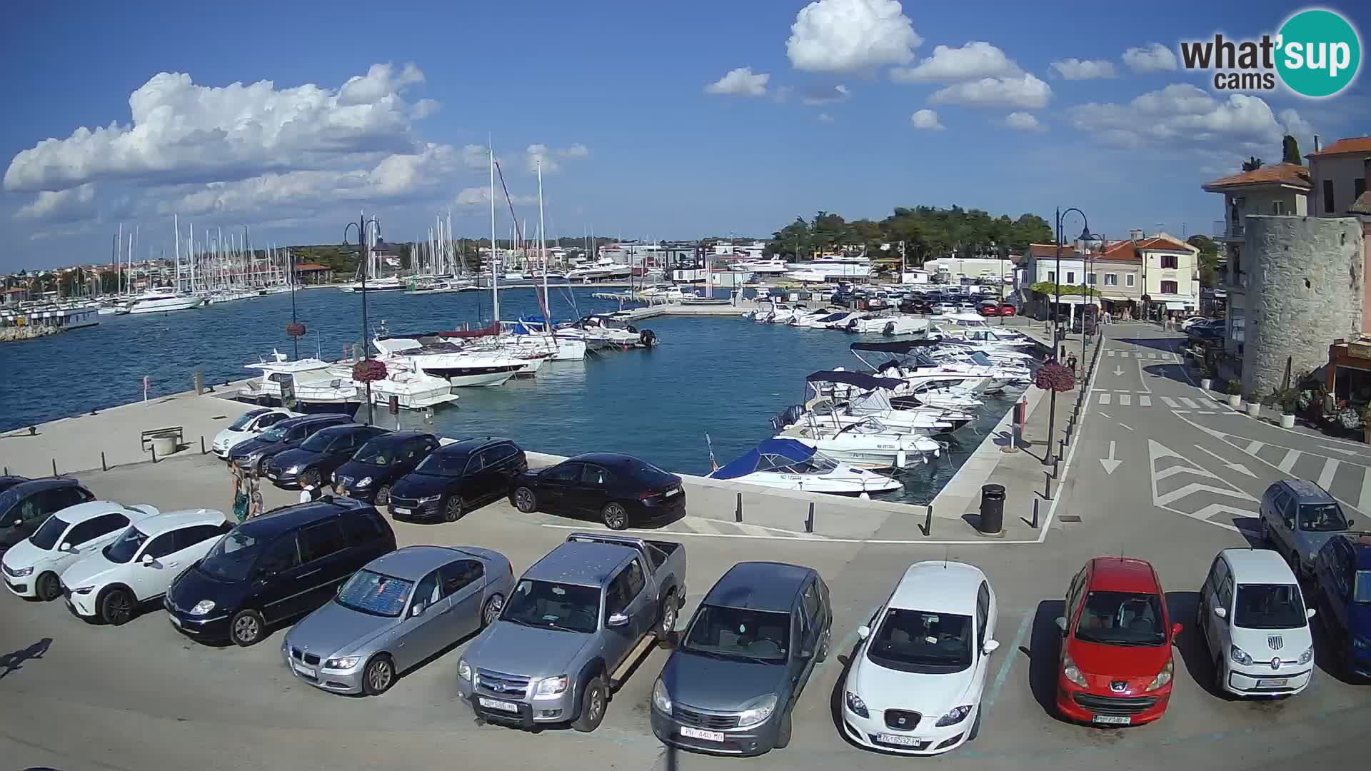 Novigrad | Porporela marina