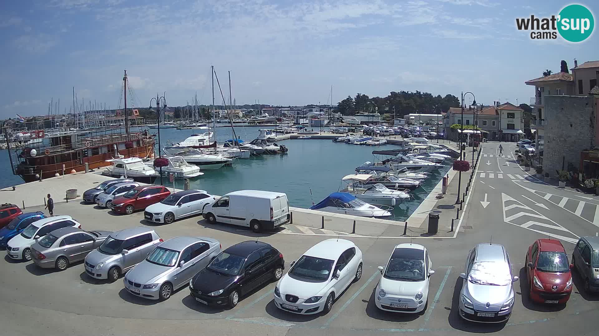 Novigrad | Porporela marina