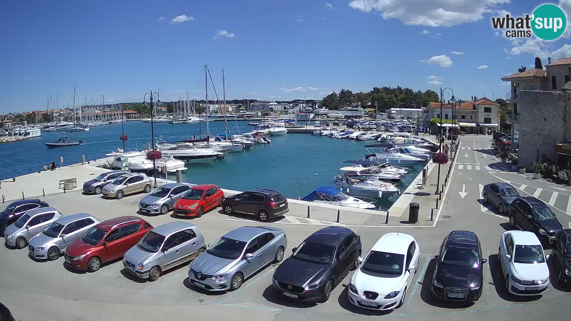 Novigrad | Porporela marina