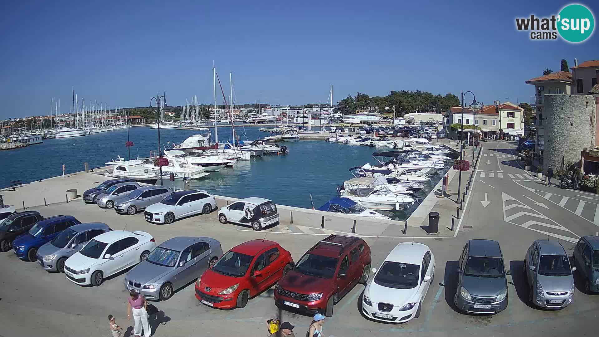 Novigrad | Porporela marina