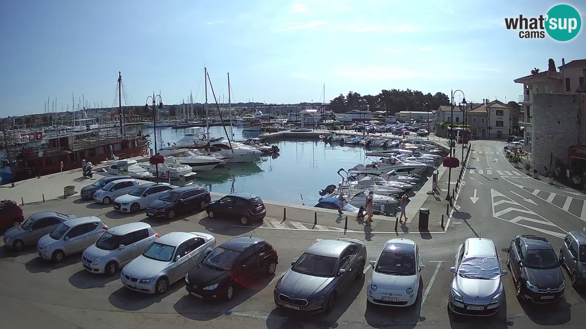 Novigrad | Porporela marina