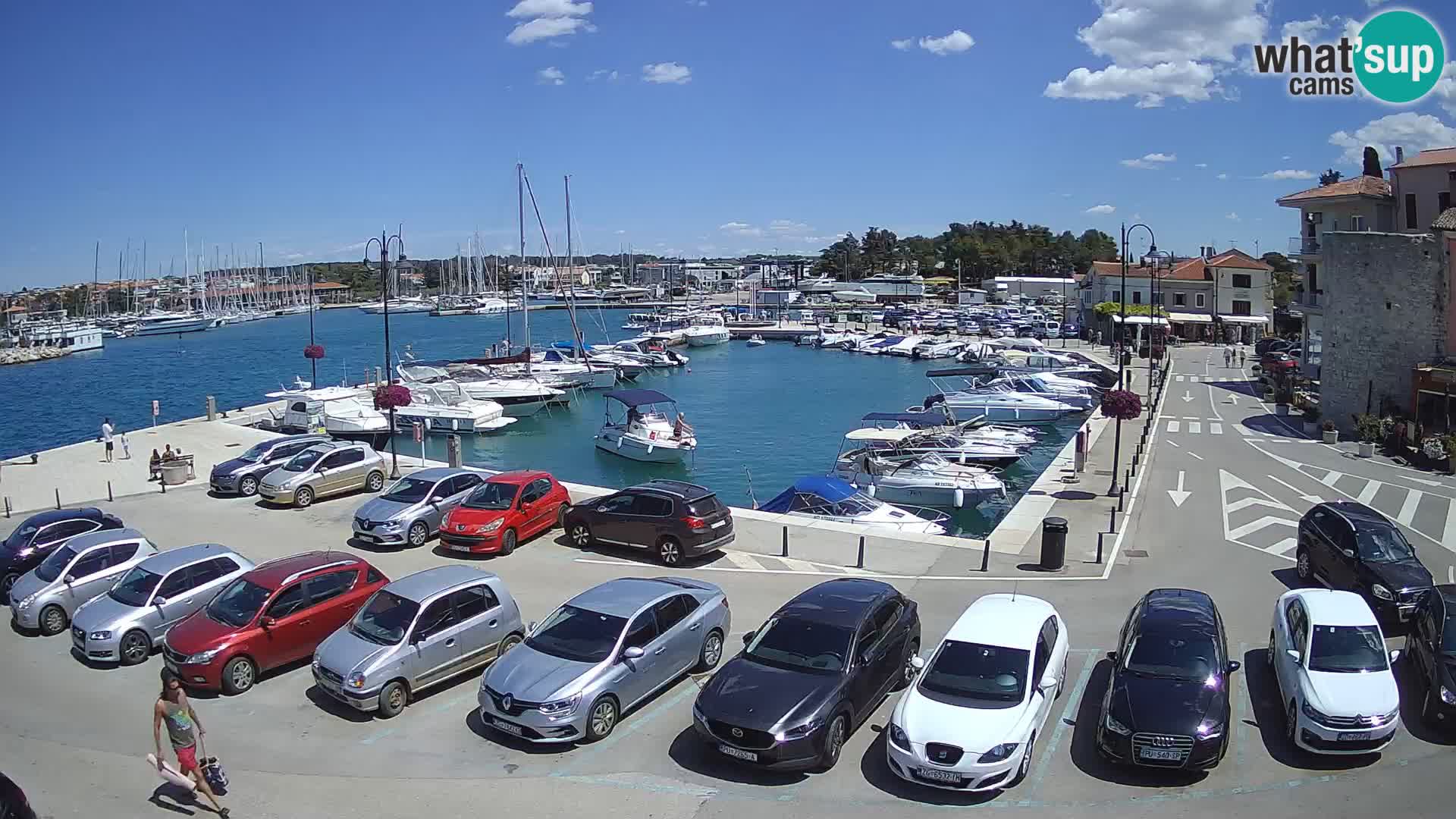 Novigrad | Porporela marina