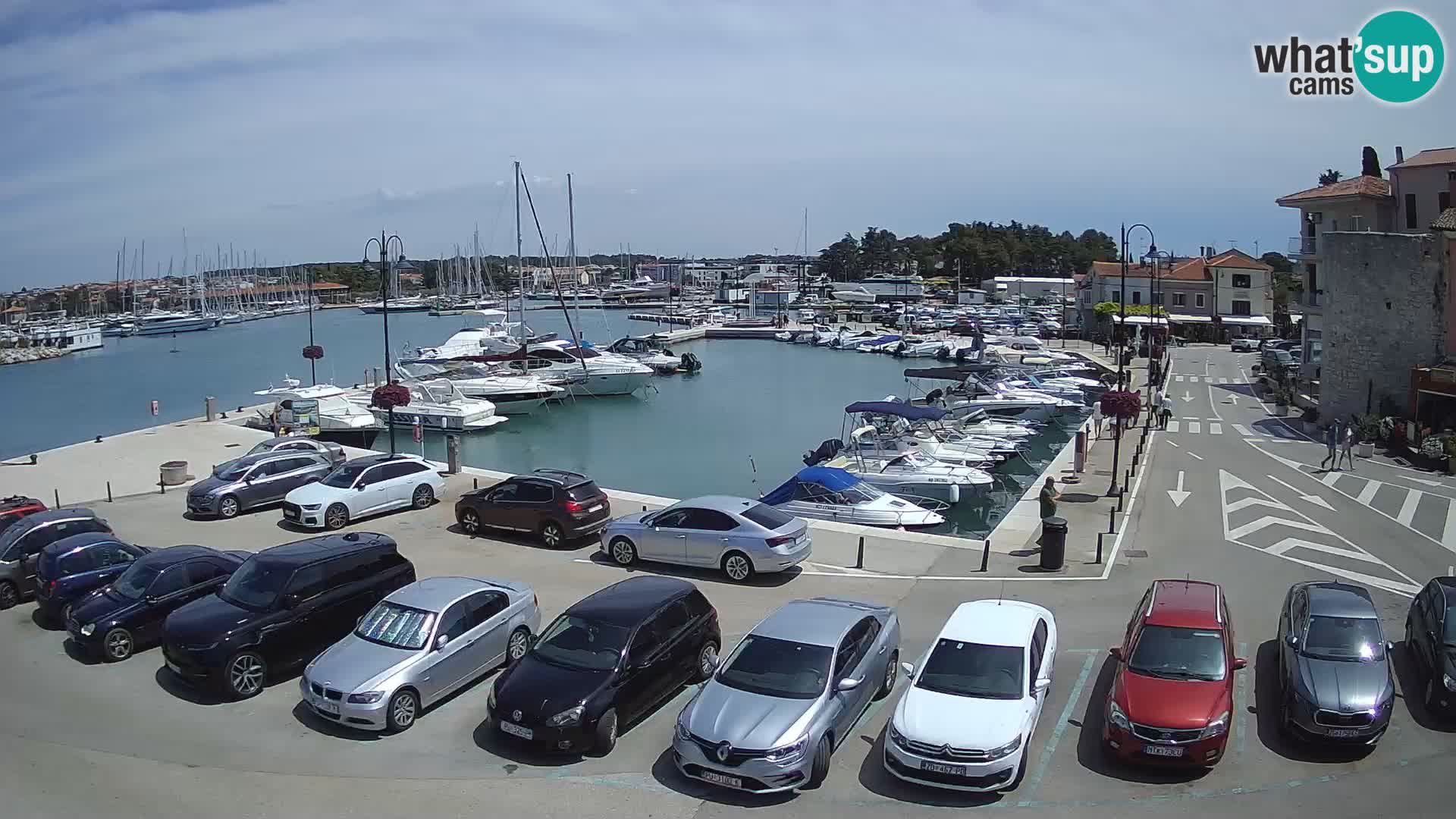 Novigrad | Porporela marina
