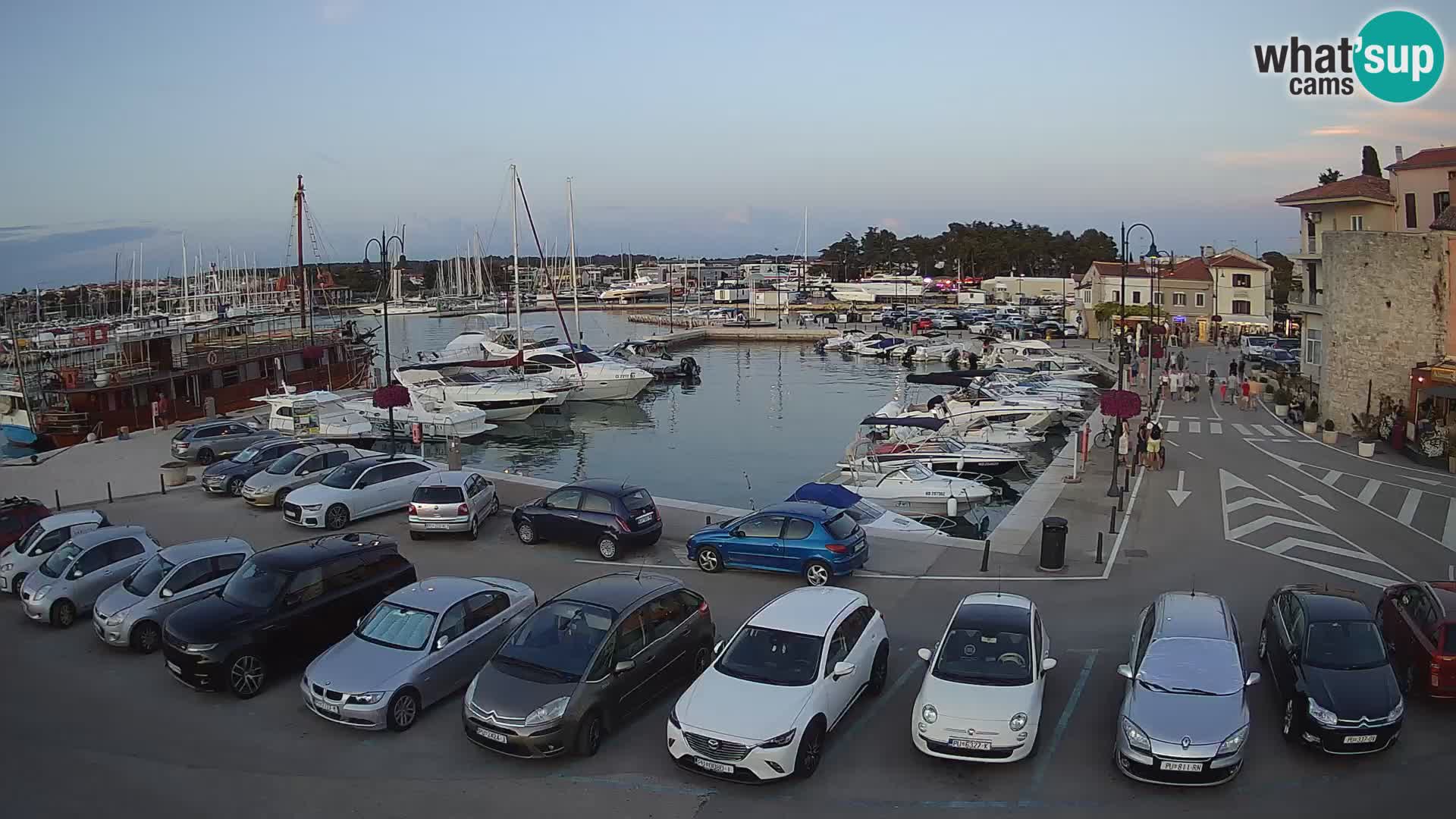 Novigrad | Porporela marina