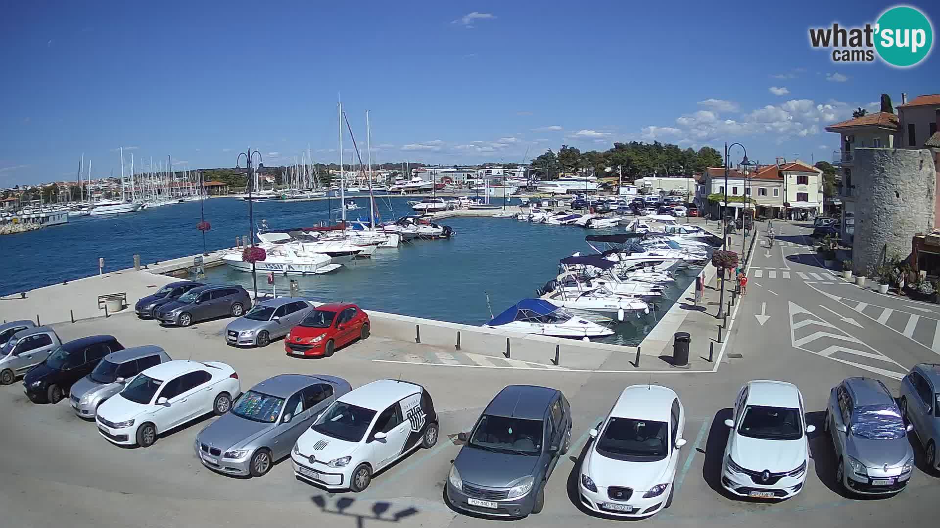 Novigrad | Porporela marina