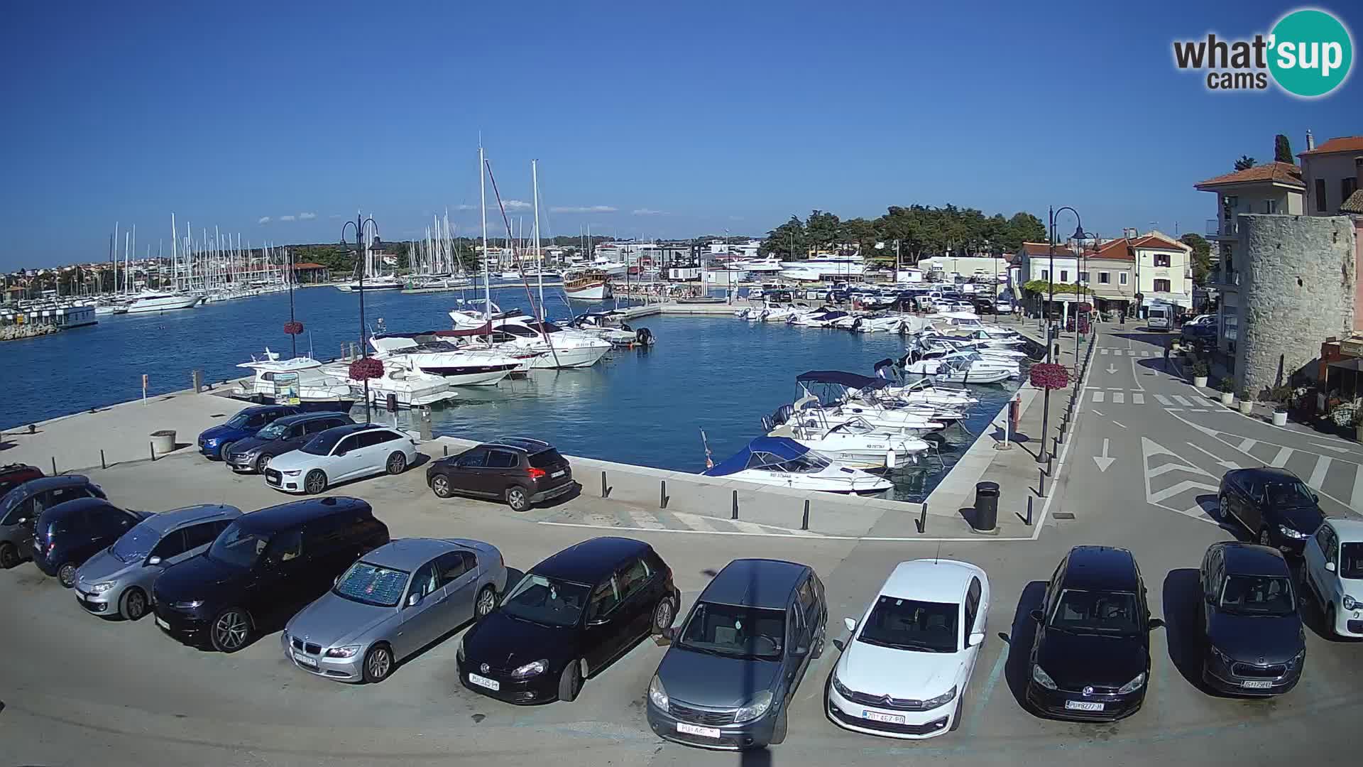 Novigrad | Porporela marina