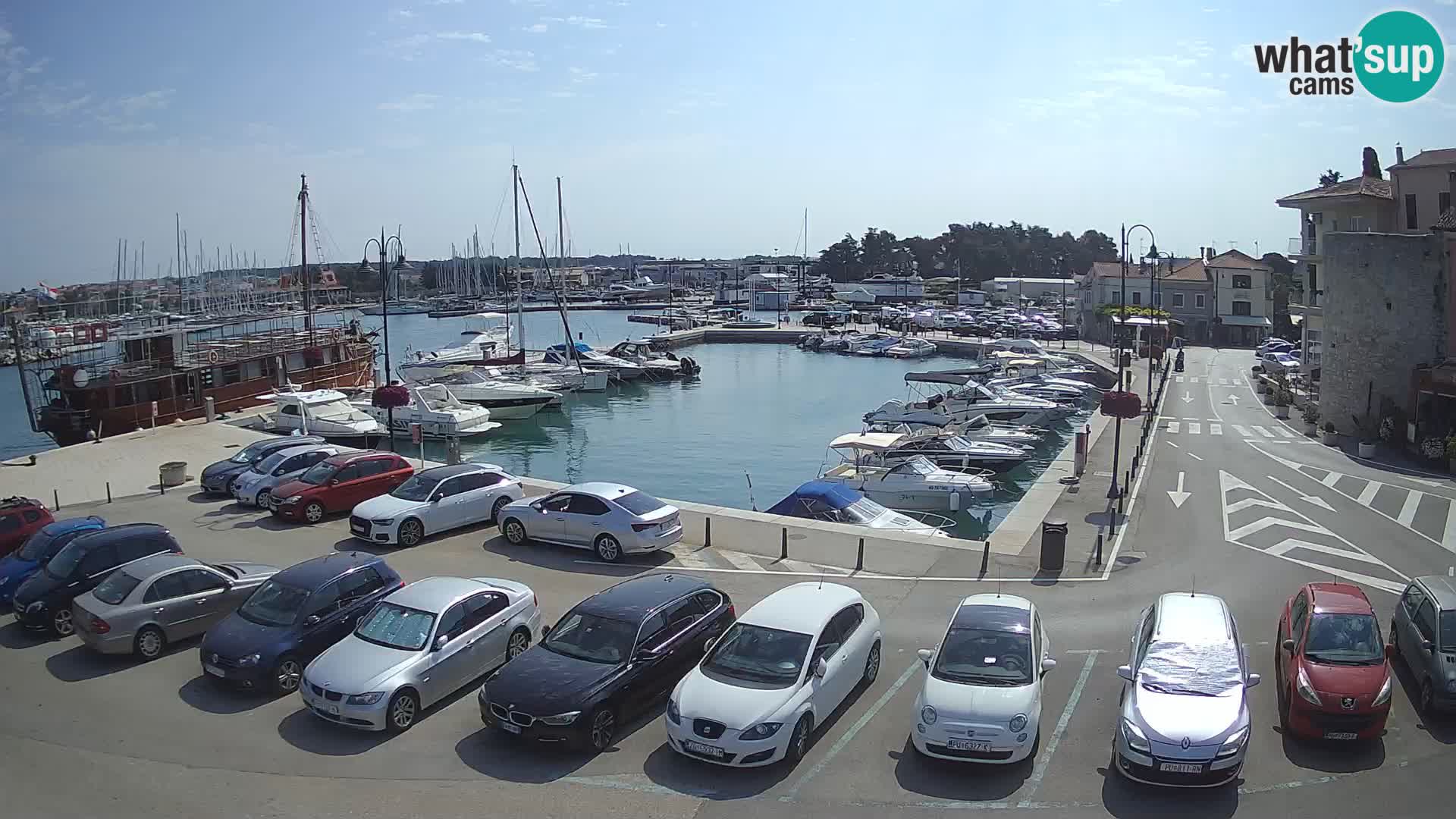 Novigrad | Porporela marina