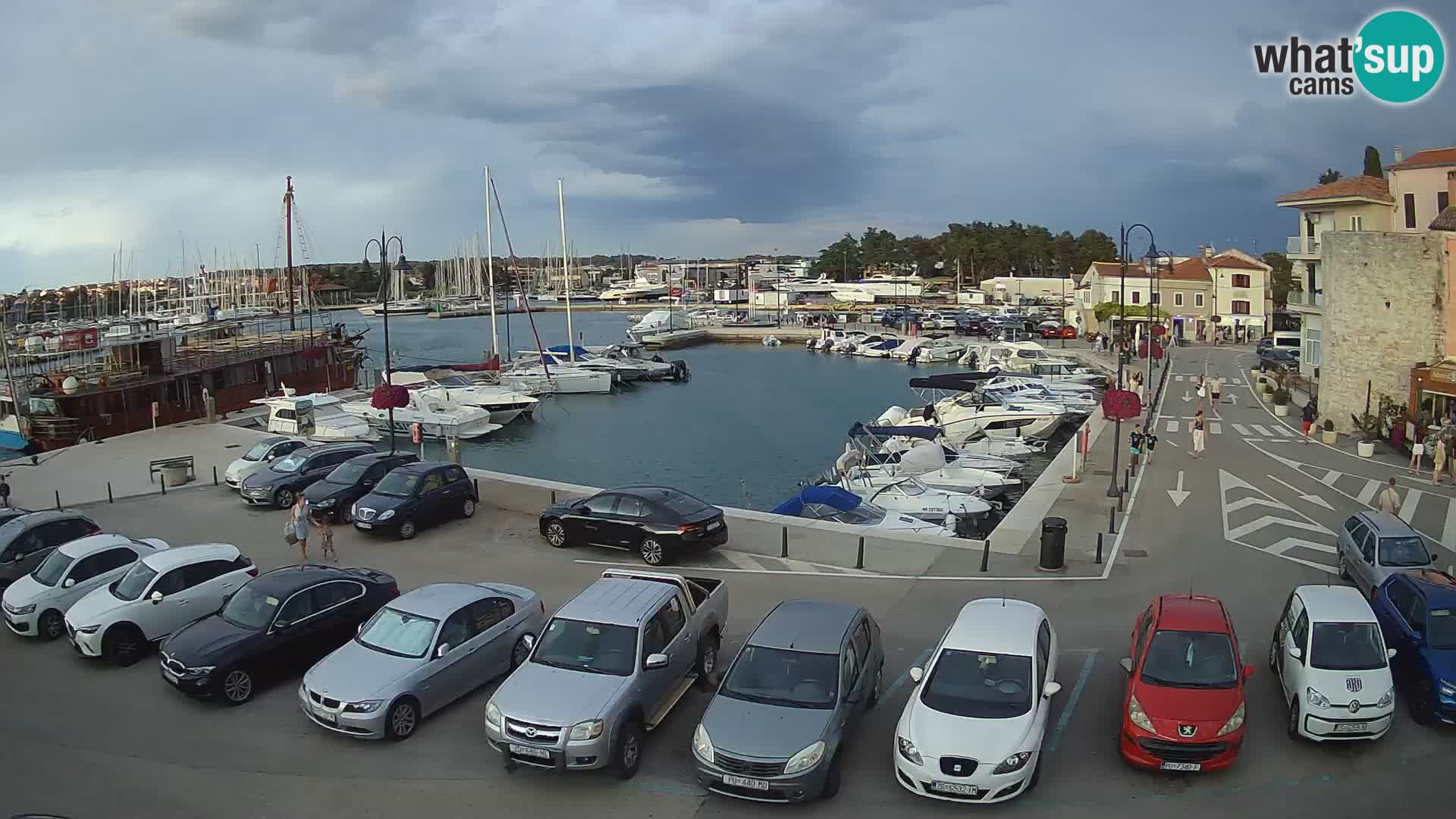 Novigrad | Porporela marina