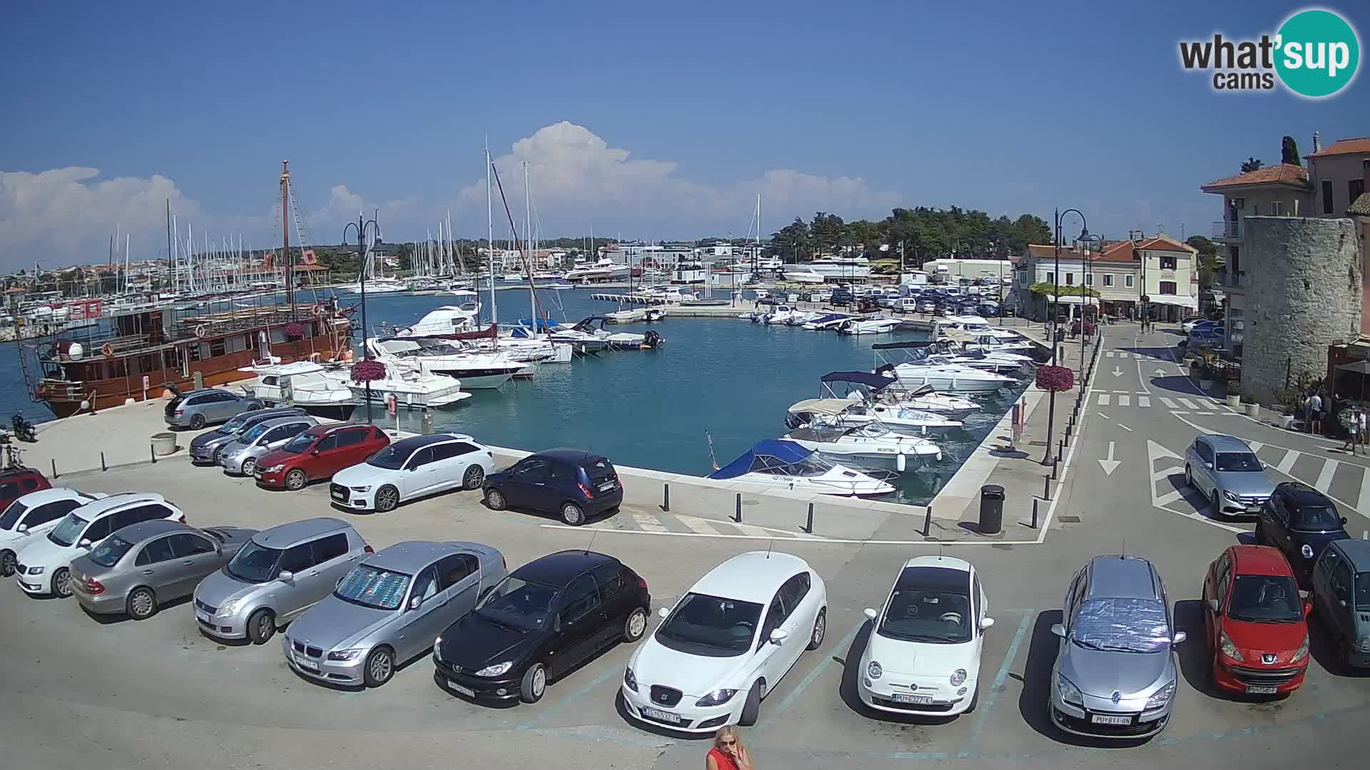 Novigrad | Porporela marina