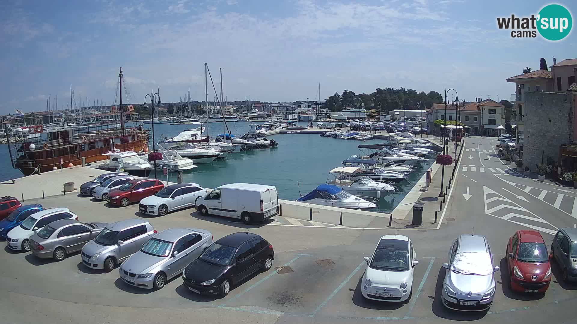 Novigrad | Porporela marina