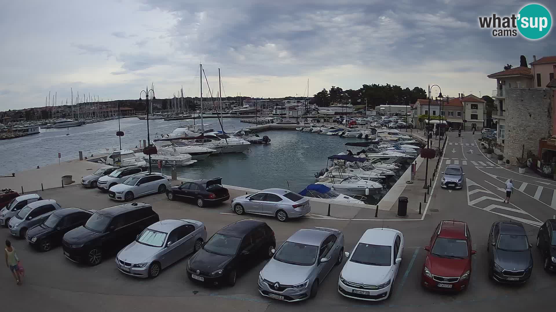 Novigrad | Porporela marina