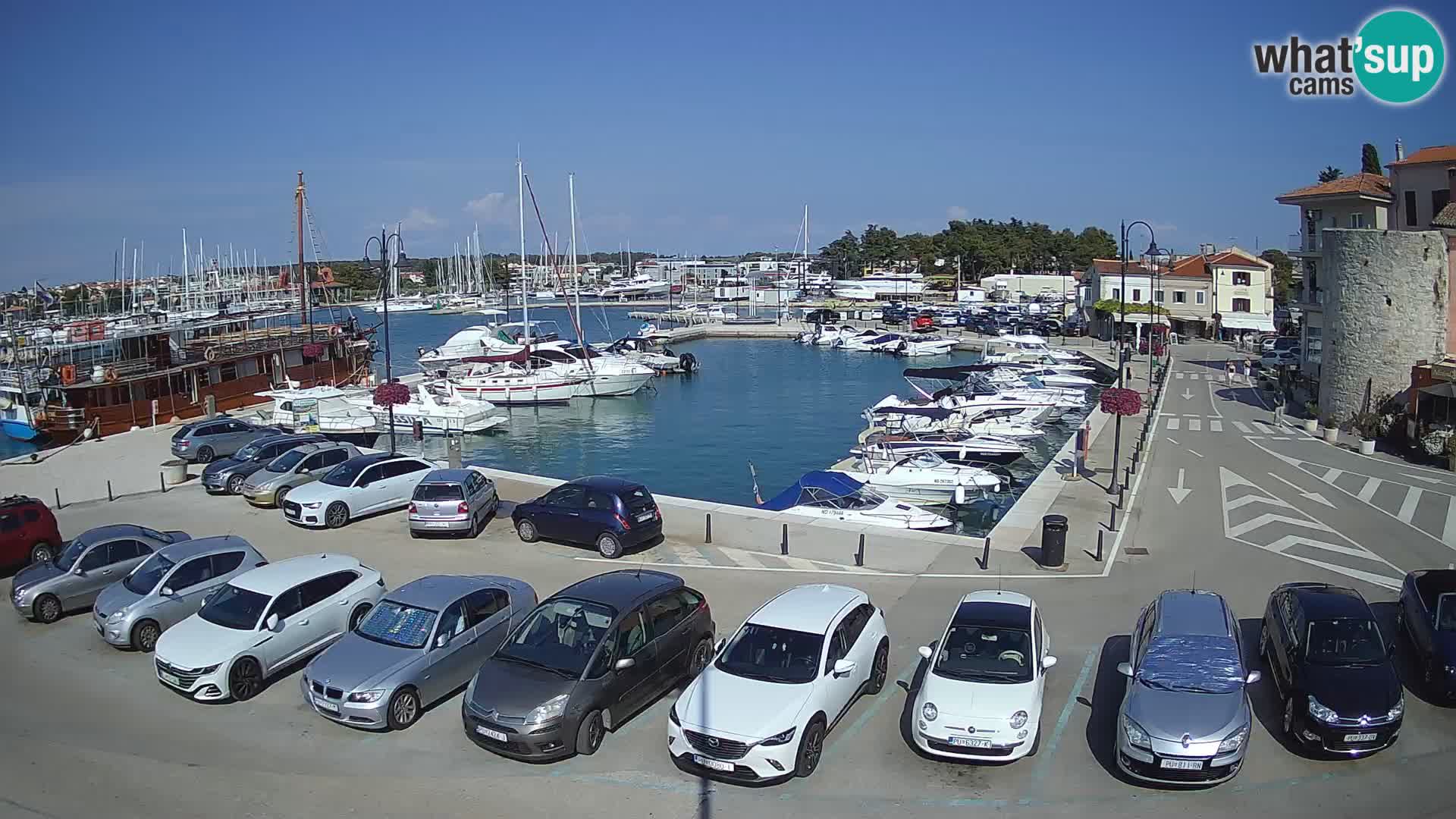 Novigrad | Porporela marina