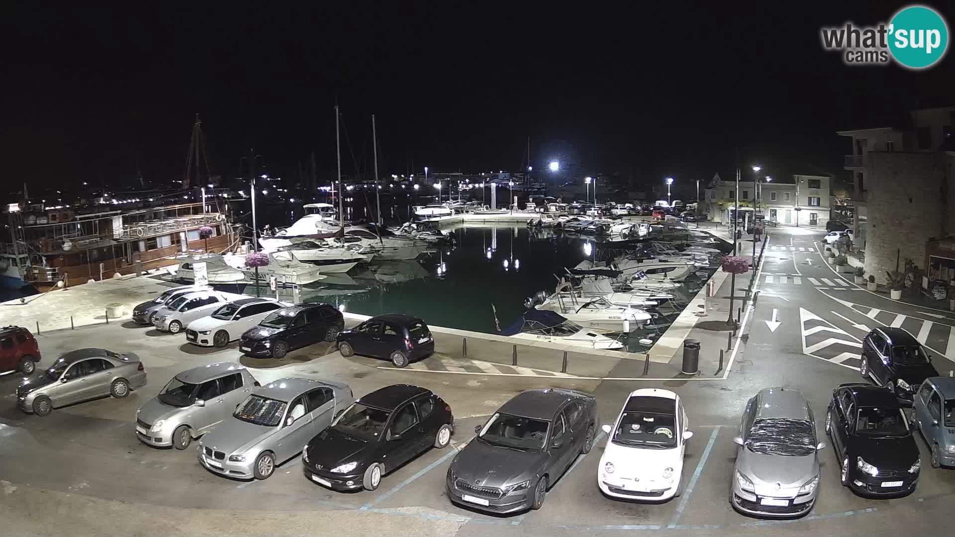 Novigrad | Porporela marina