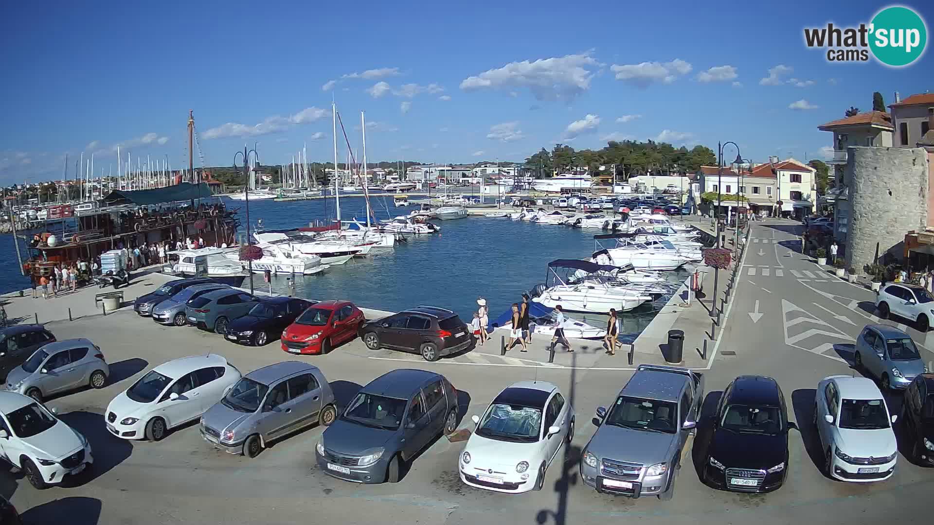 Novigrad | Porporela marina