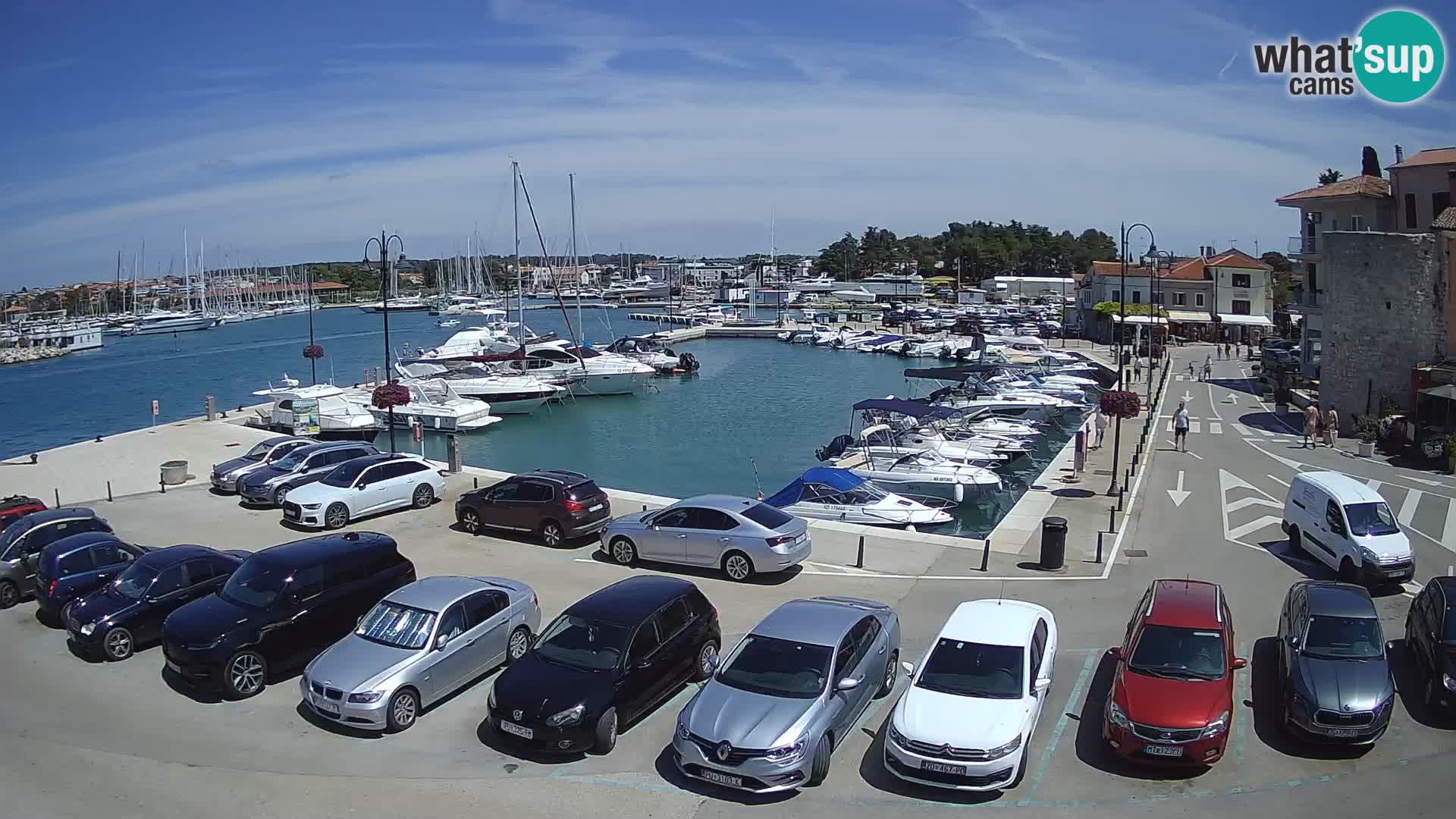 Novigrad | Porporela marina