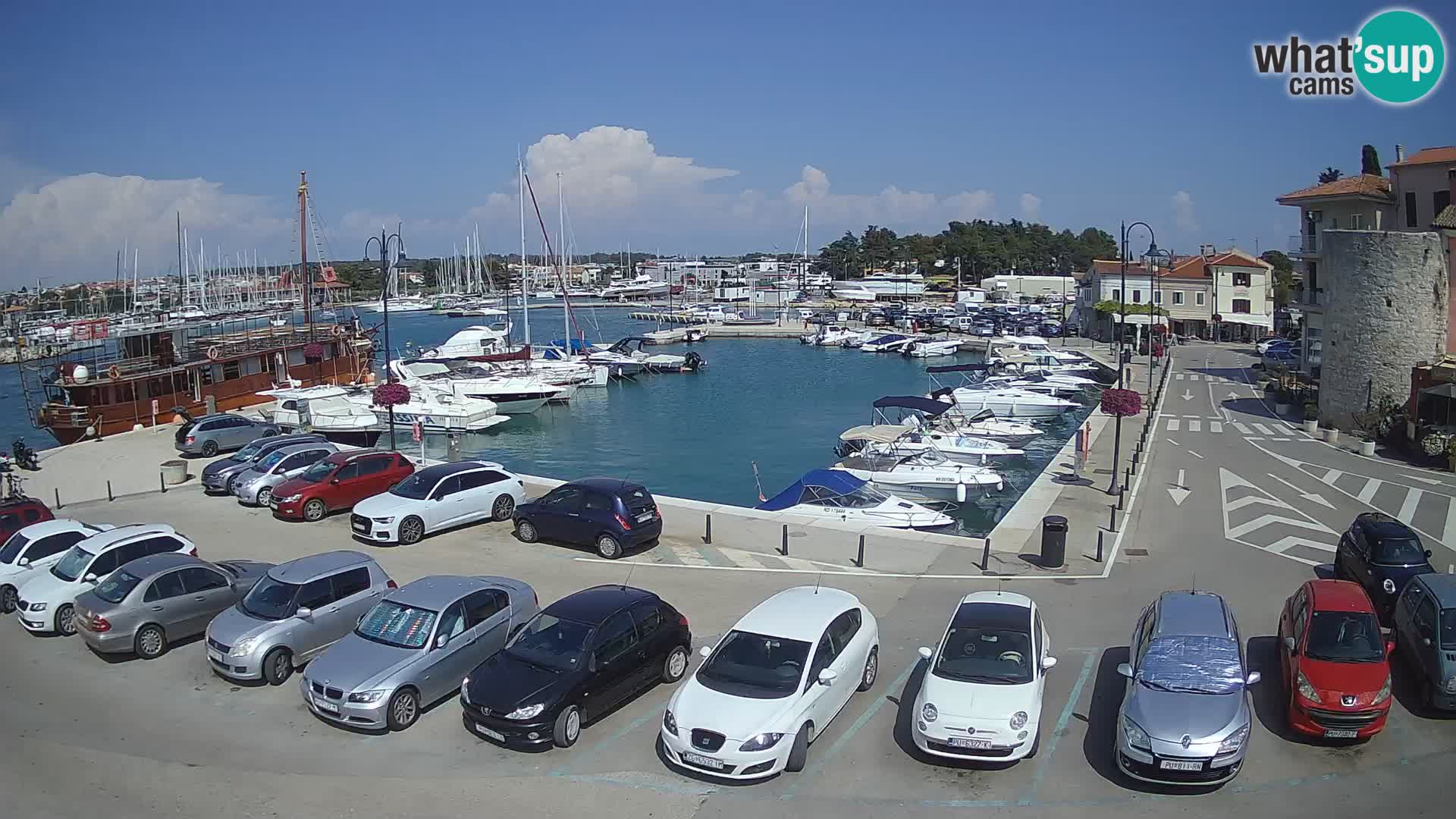 Novigrad | Porporela marina
