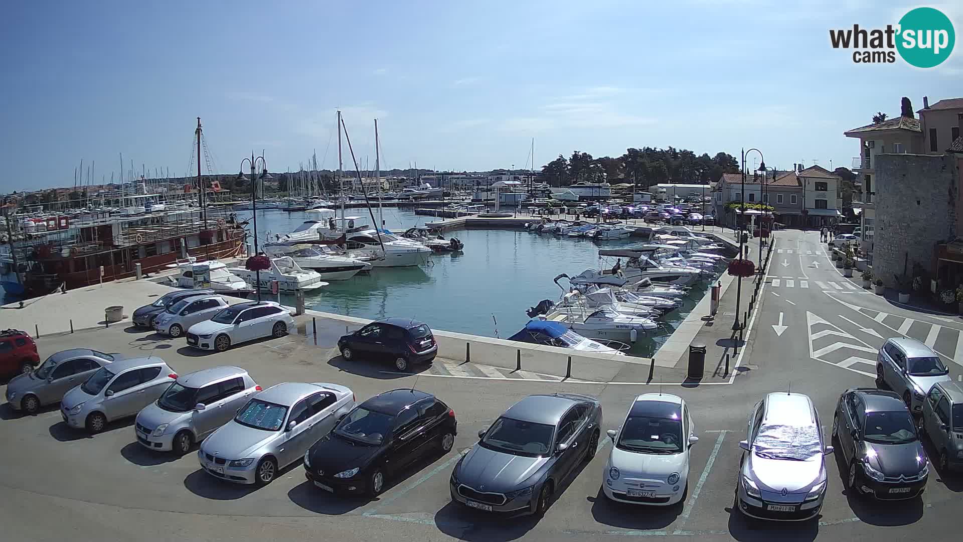 Novigrad | Porporela marina
