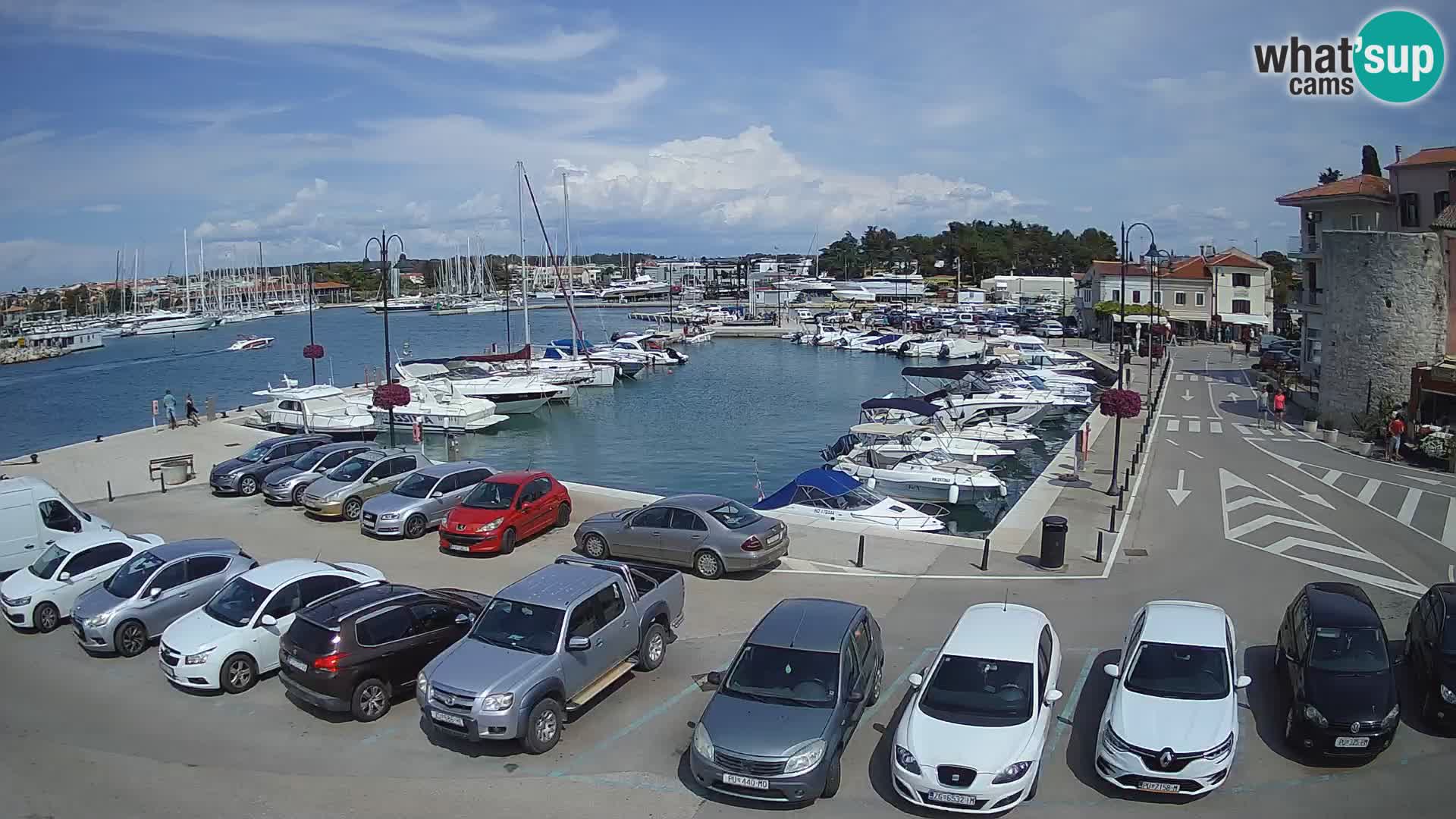 Novigrad | Porporela marina