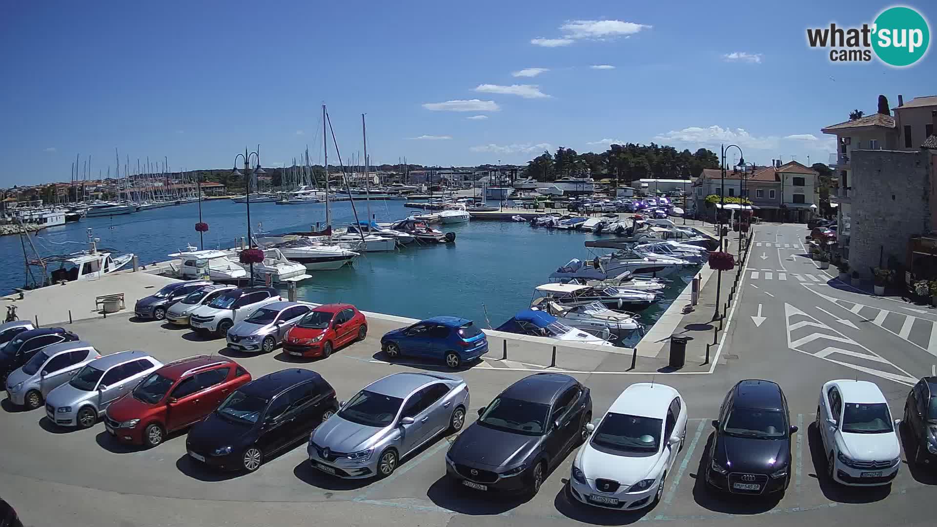 Novigrad | Porporela marina