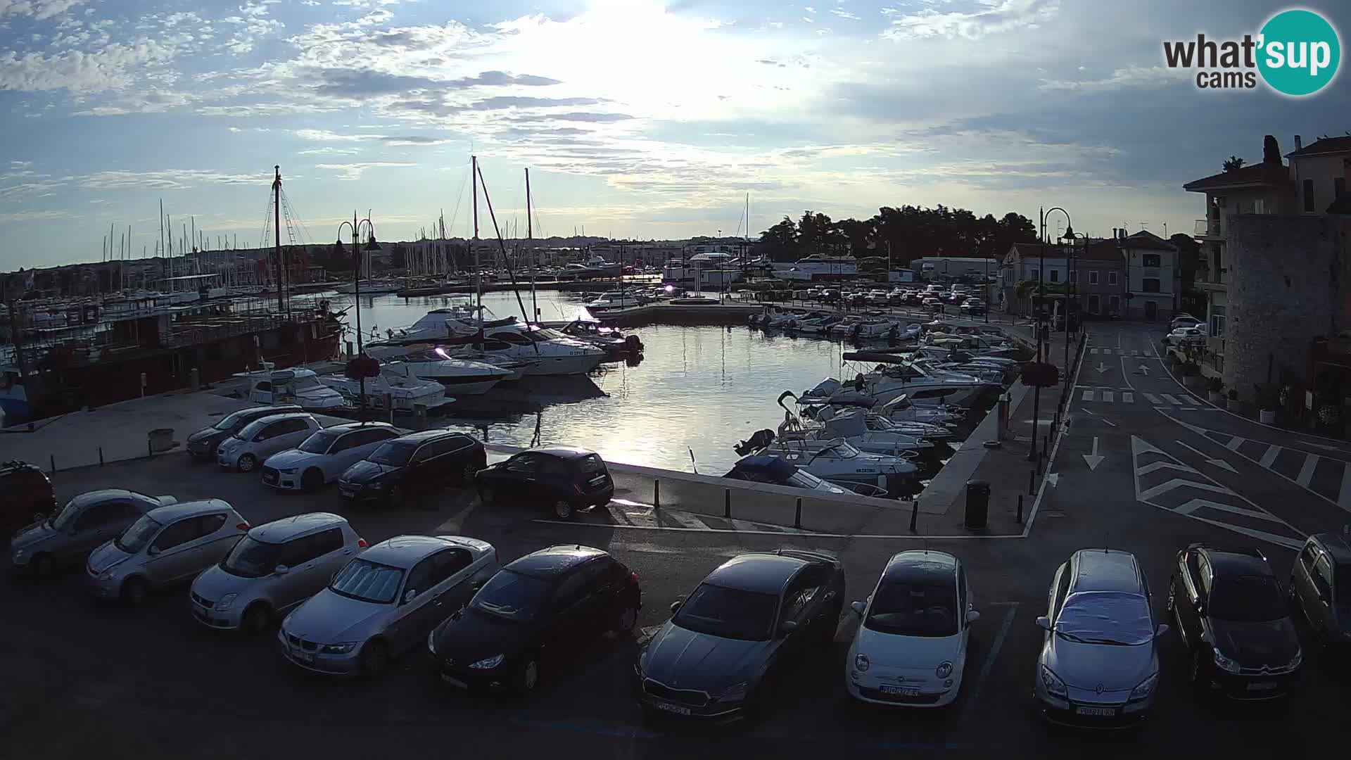 Novigrad | Porporela marina