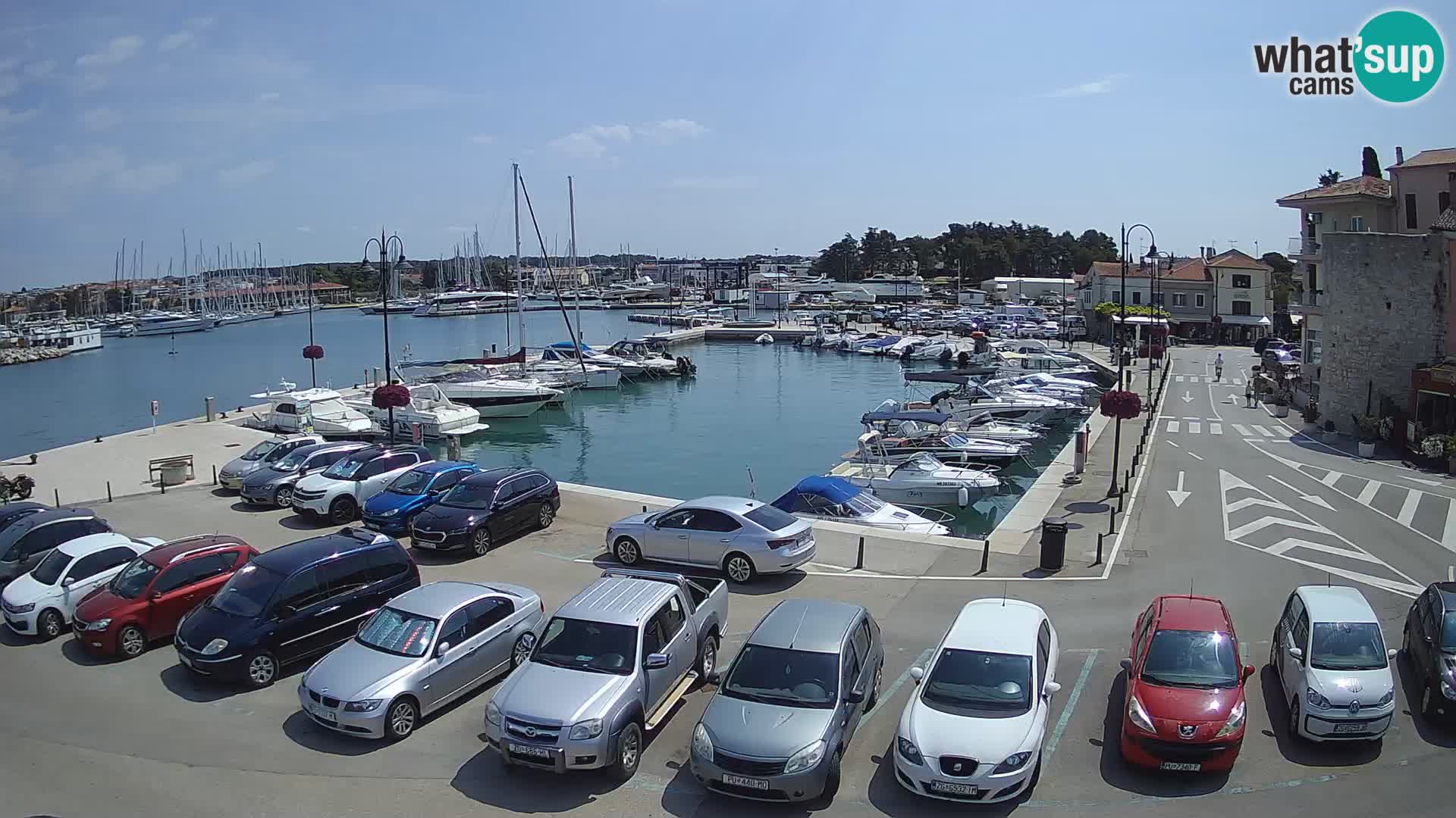 Novigrad | Porporela marina