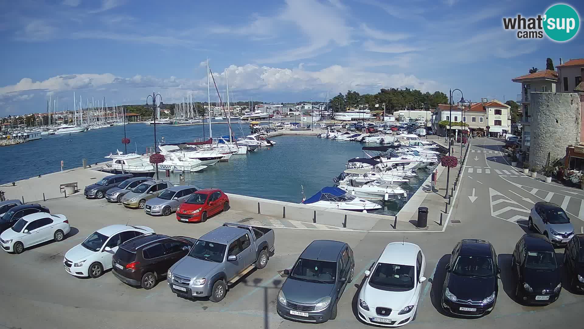Novigrad | Porporela marina