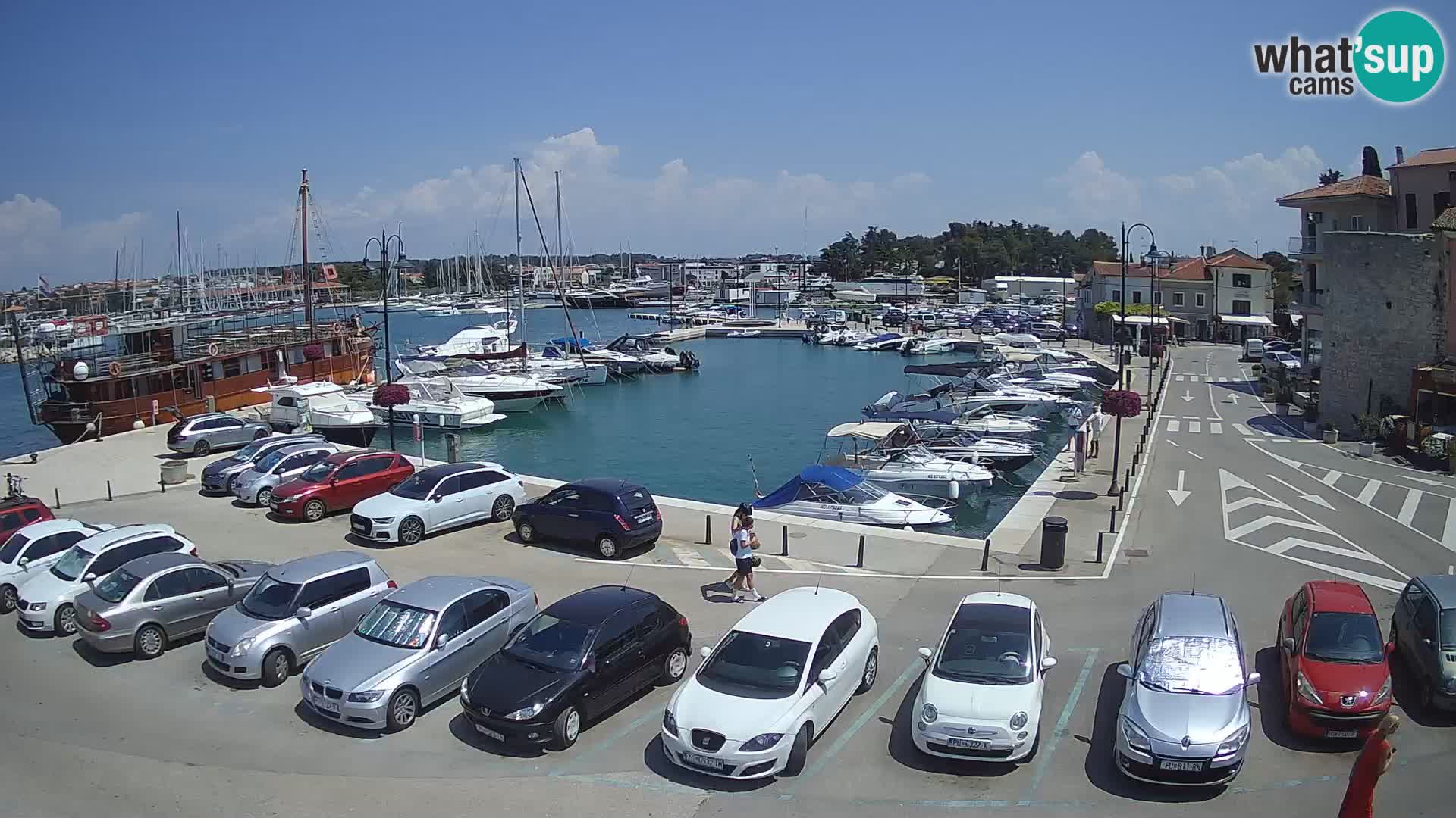 Novigrad | Porporela marina