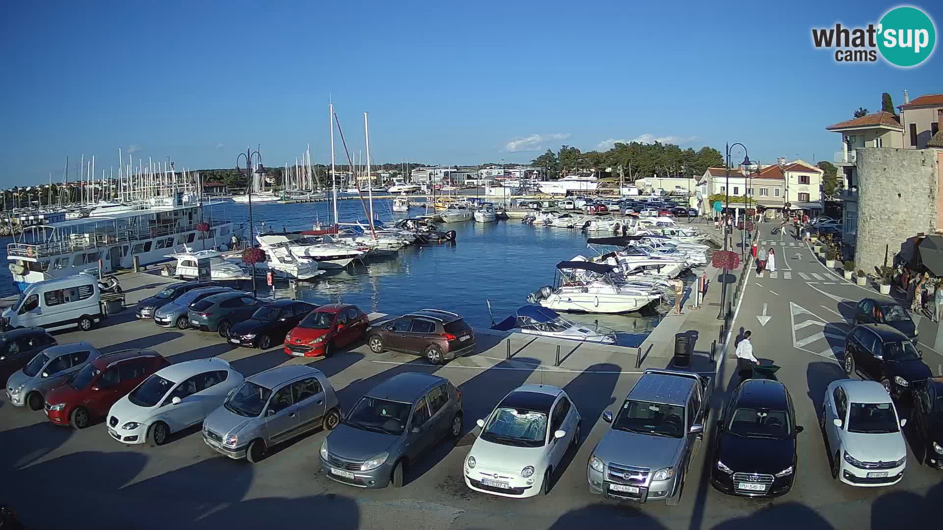 Novigrad | Porporela marina