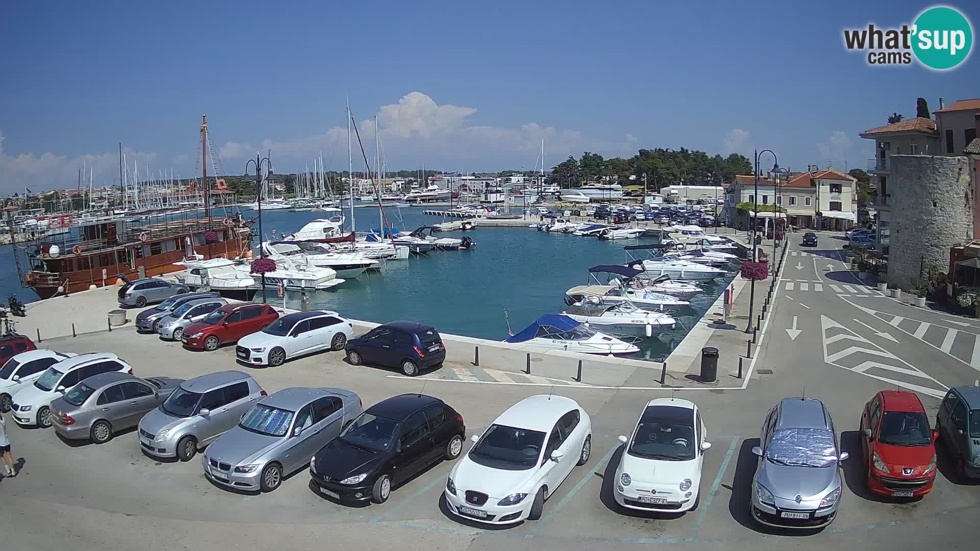 Novigrad | Porporela marina