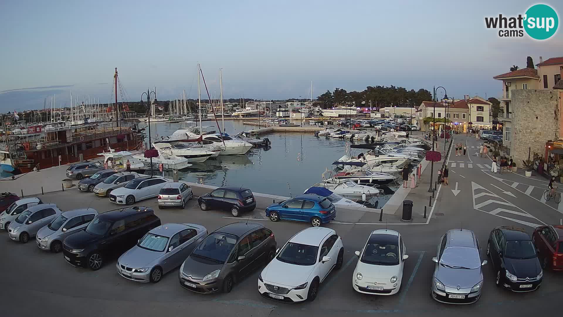 Novigrad | Porporela marina