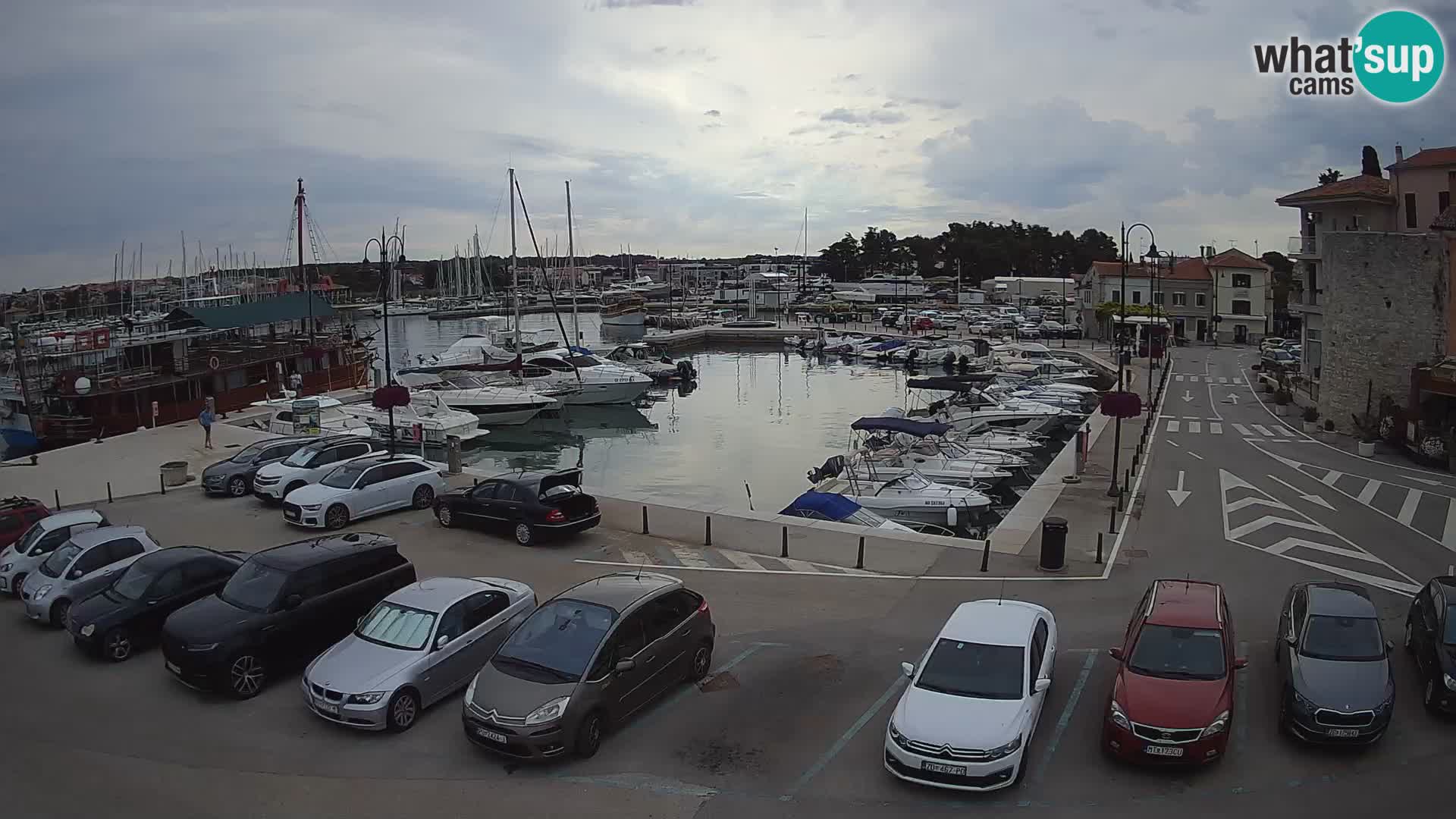 Novigrad | Porporela marina