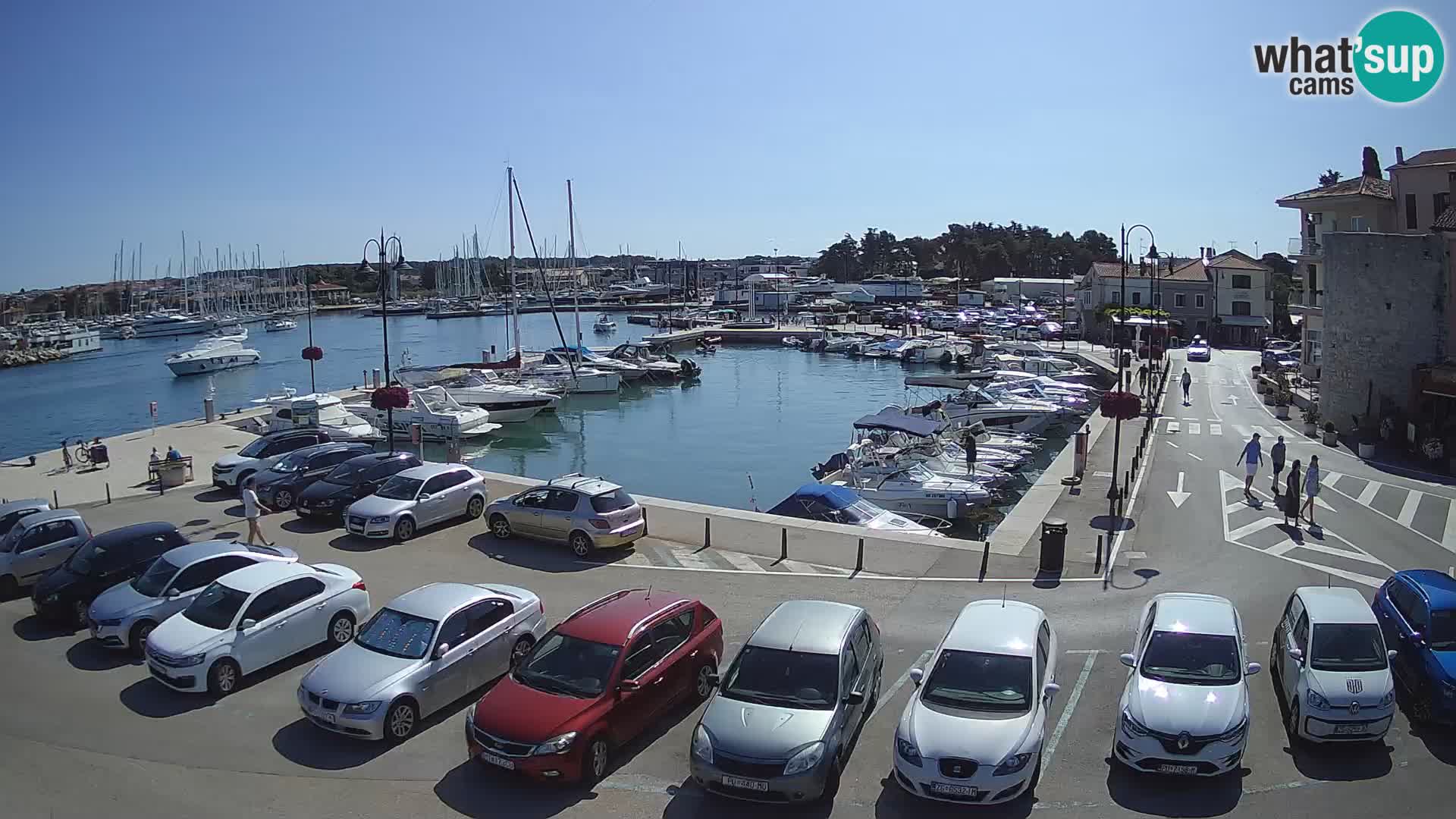 Novigrad | Porporela marina