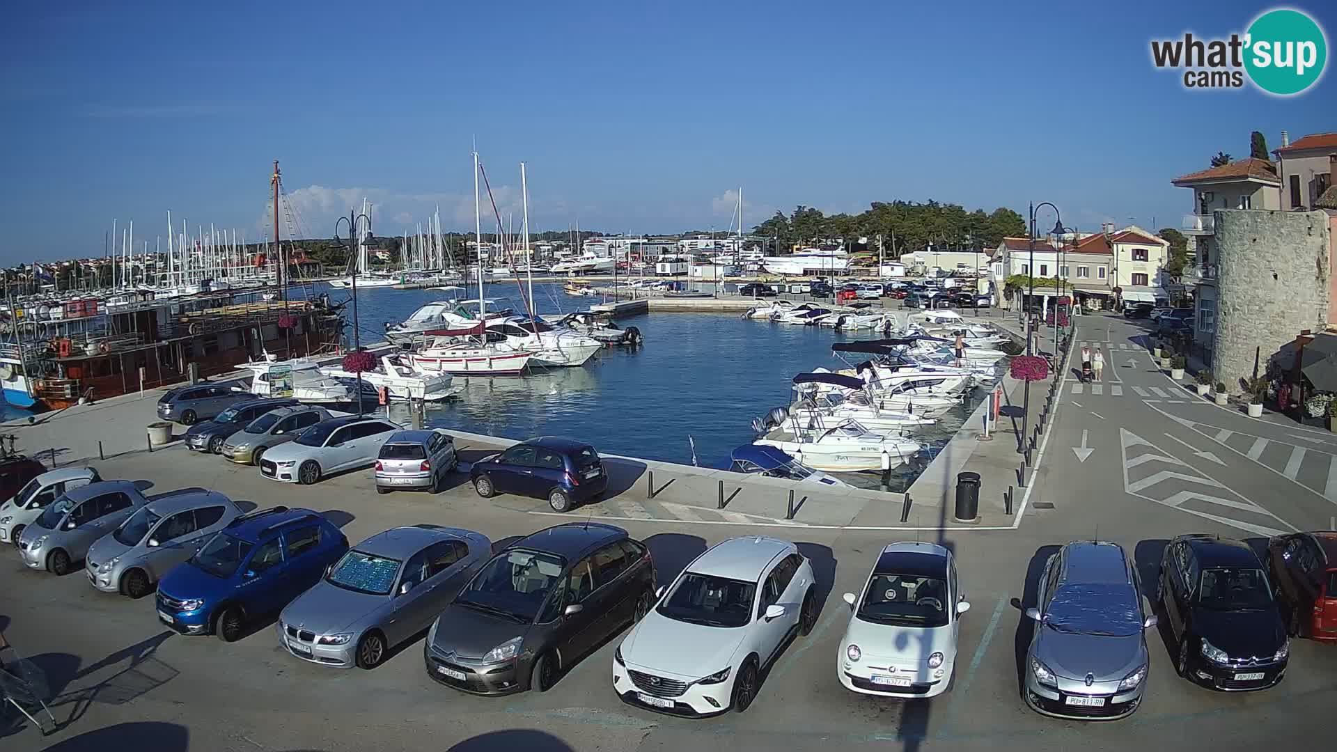 Novigrad | Porporela marina