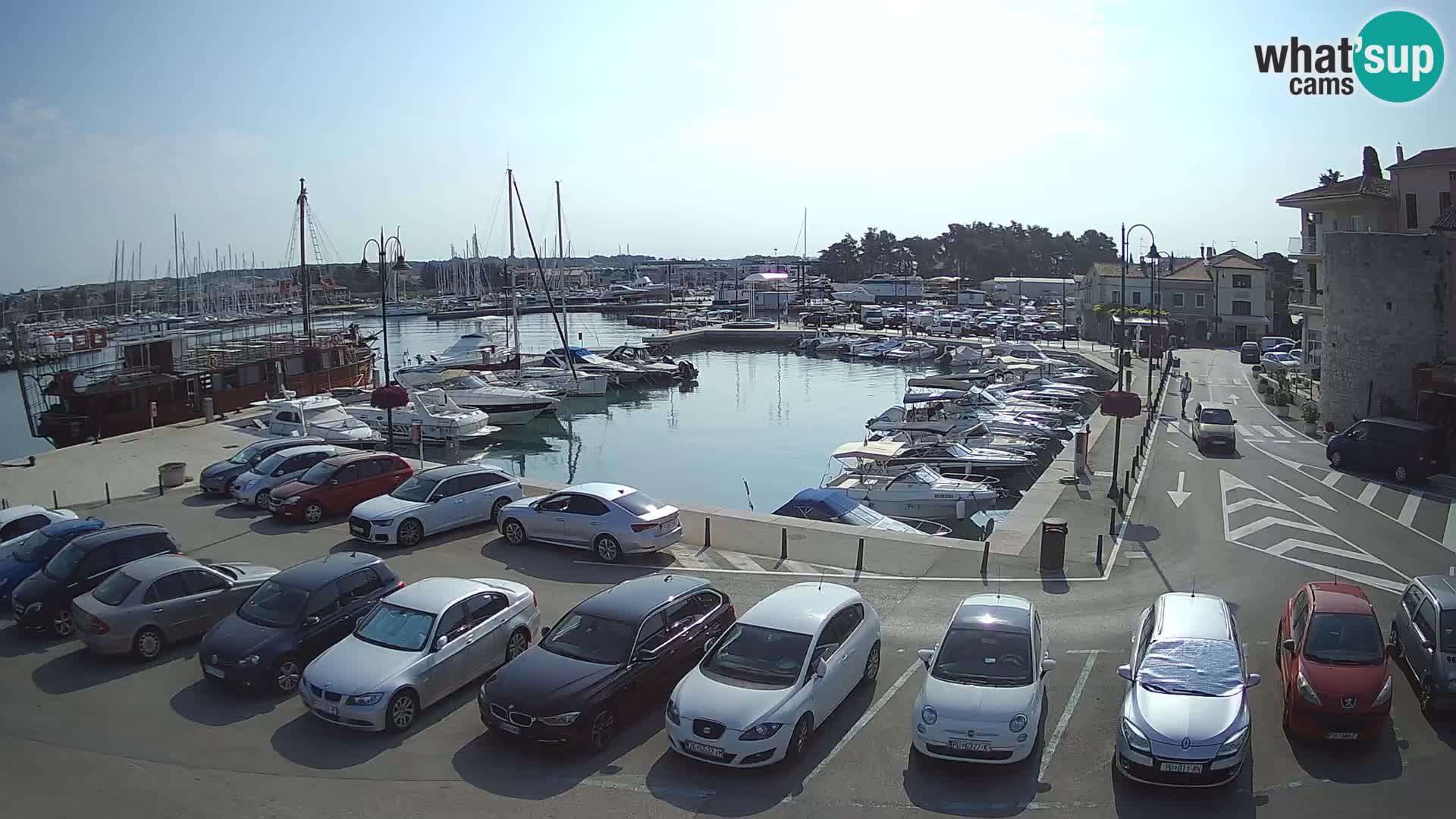 Novigrad | Porporela marina