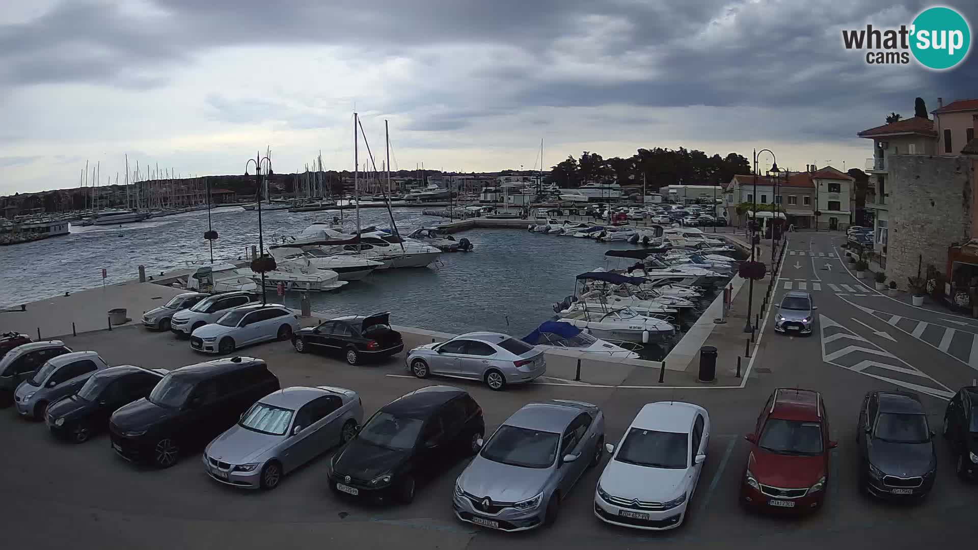 Novigrad | Porporela marina