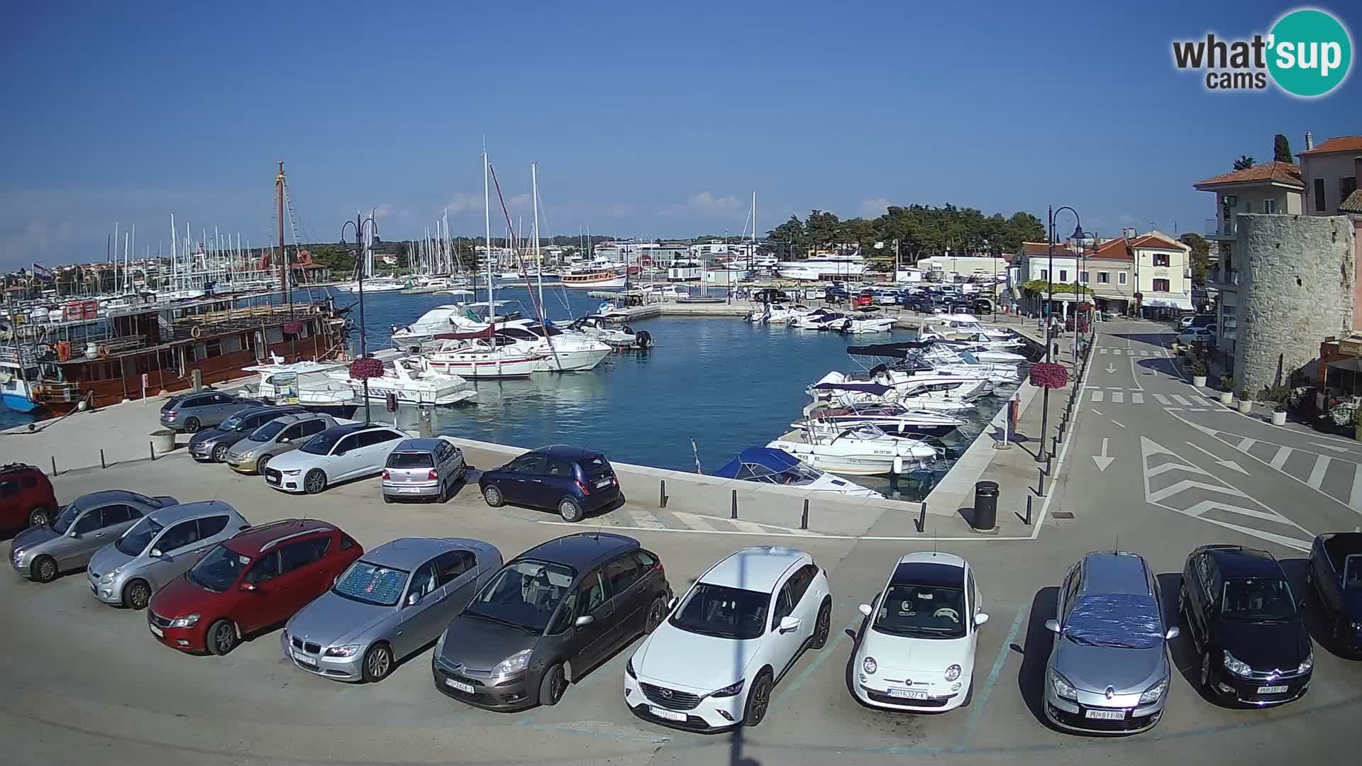 Novigrad | Porporela marina