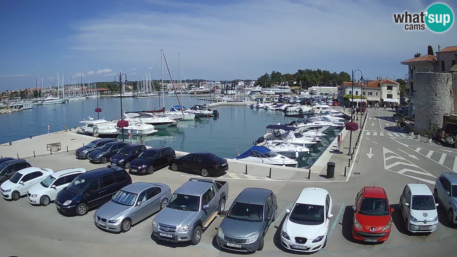 Novigrad | Porporela marina