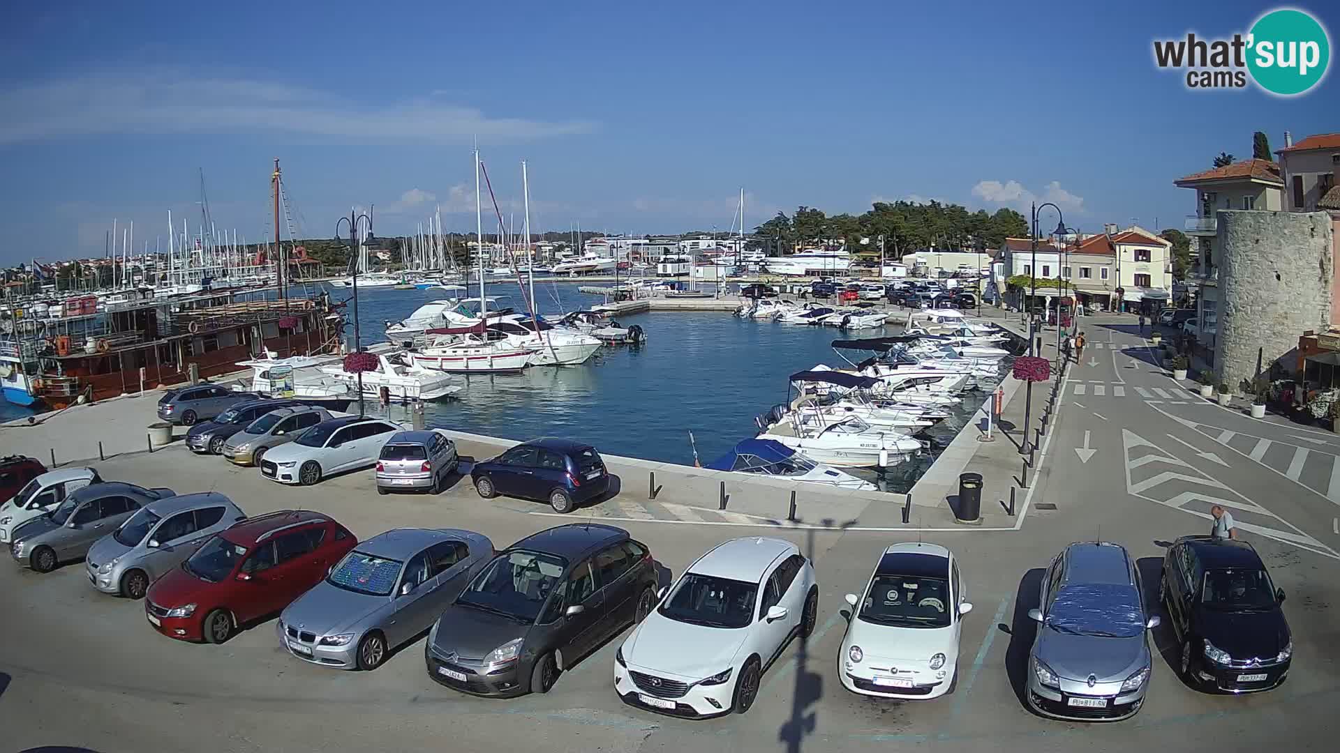 Novigrad | Porporela marina