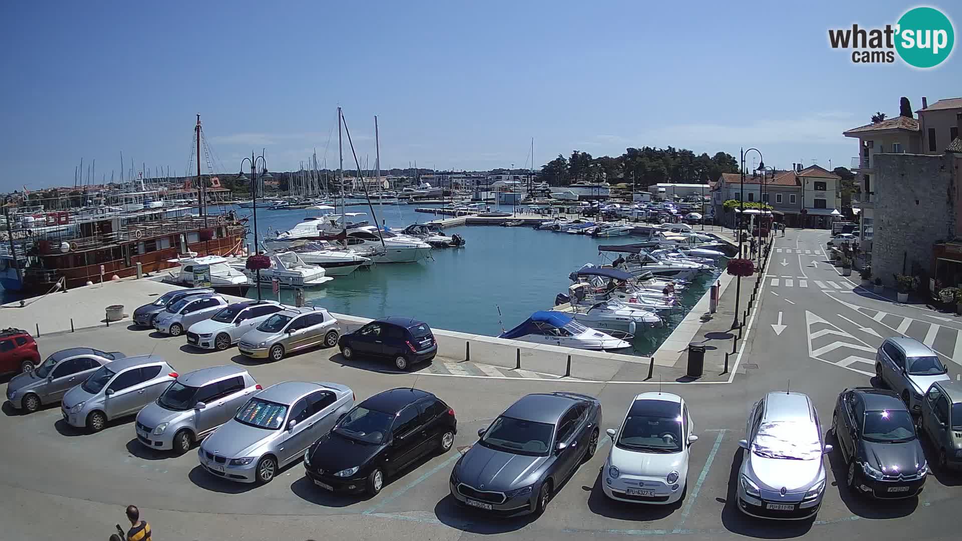 Novigrad | Porporela marina
