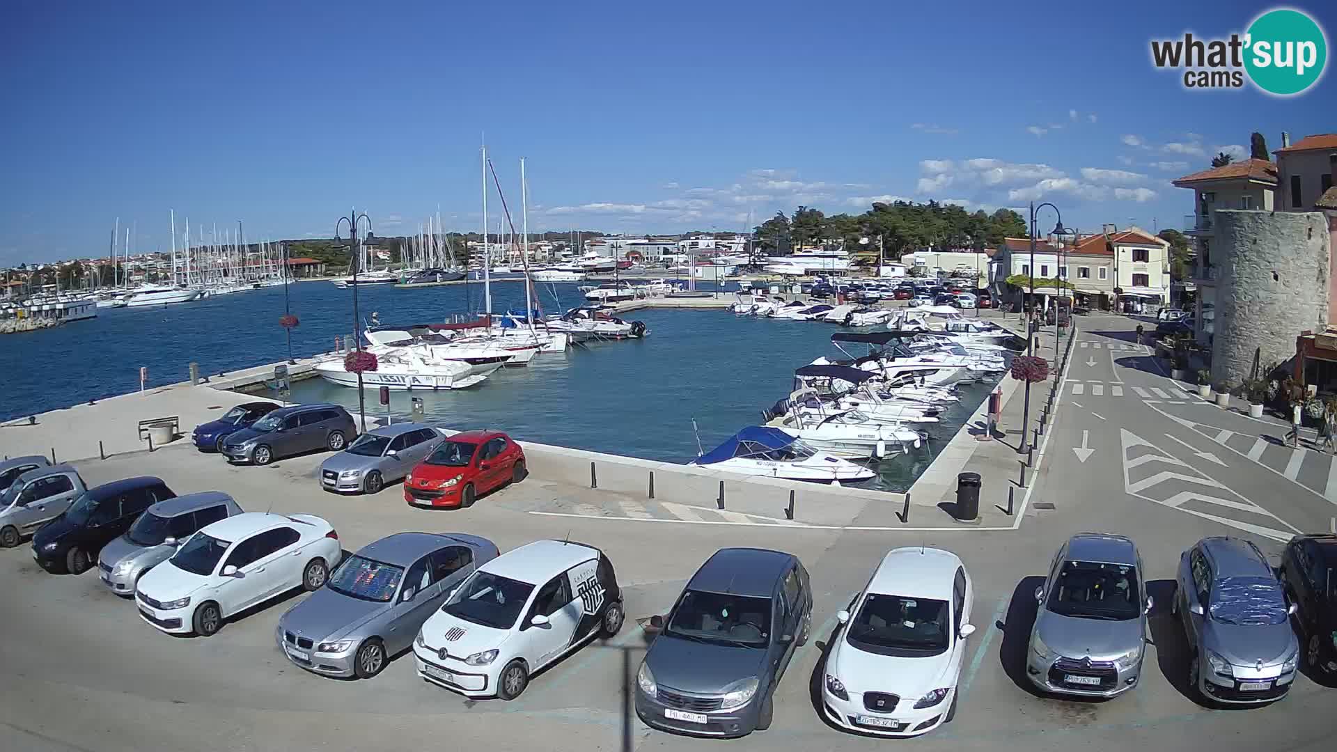 Novigrad | Porporela marina