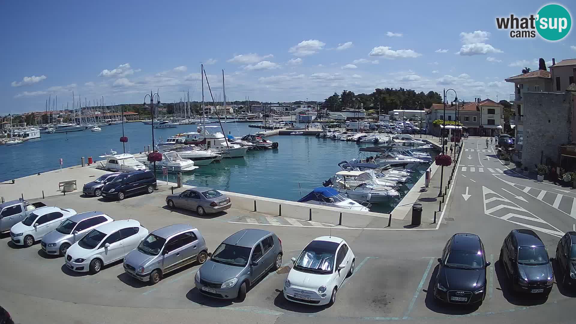 Novigrad | Porporela marina