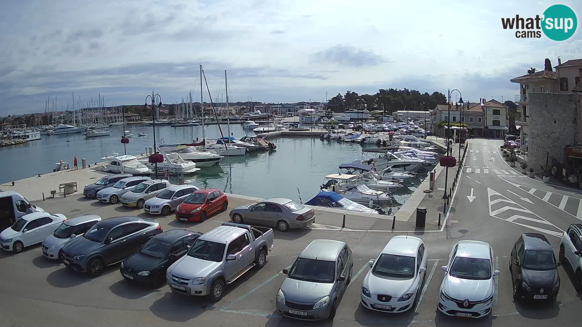 Novigrad | Porporela marina