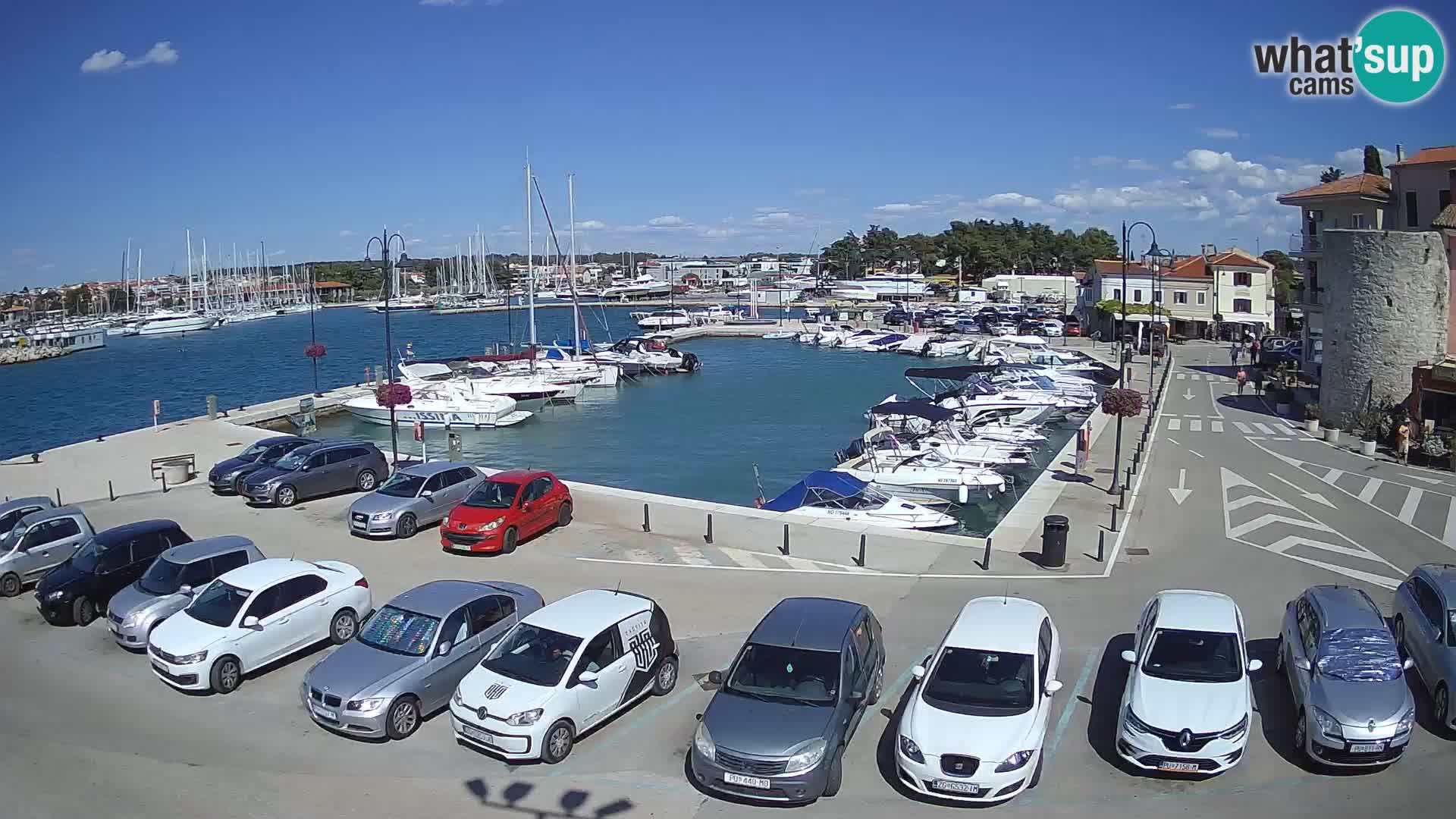 Novigrad | Porporela marina