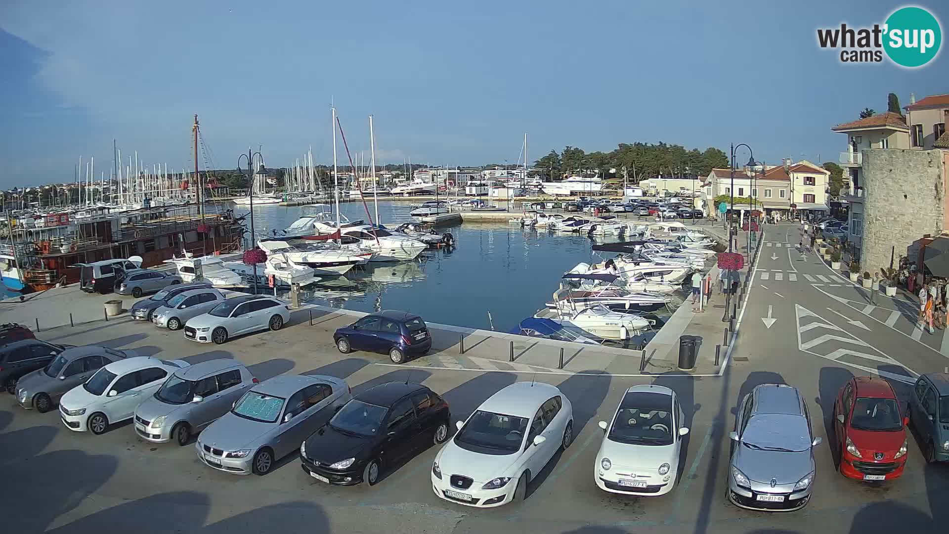 Novigrad | Porporela marina