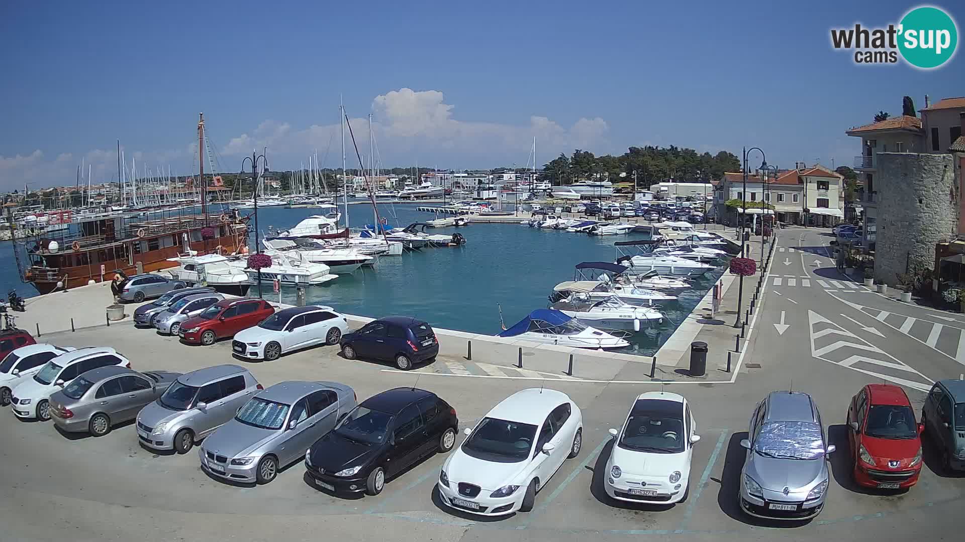 Novigrad | Porporela marina