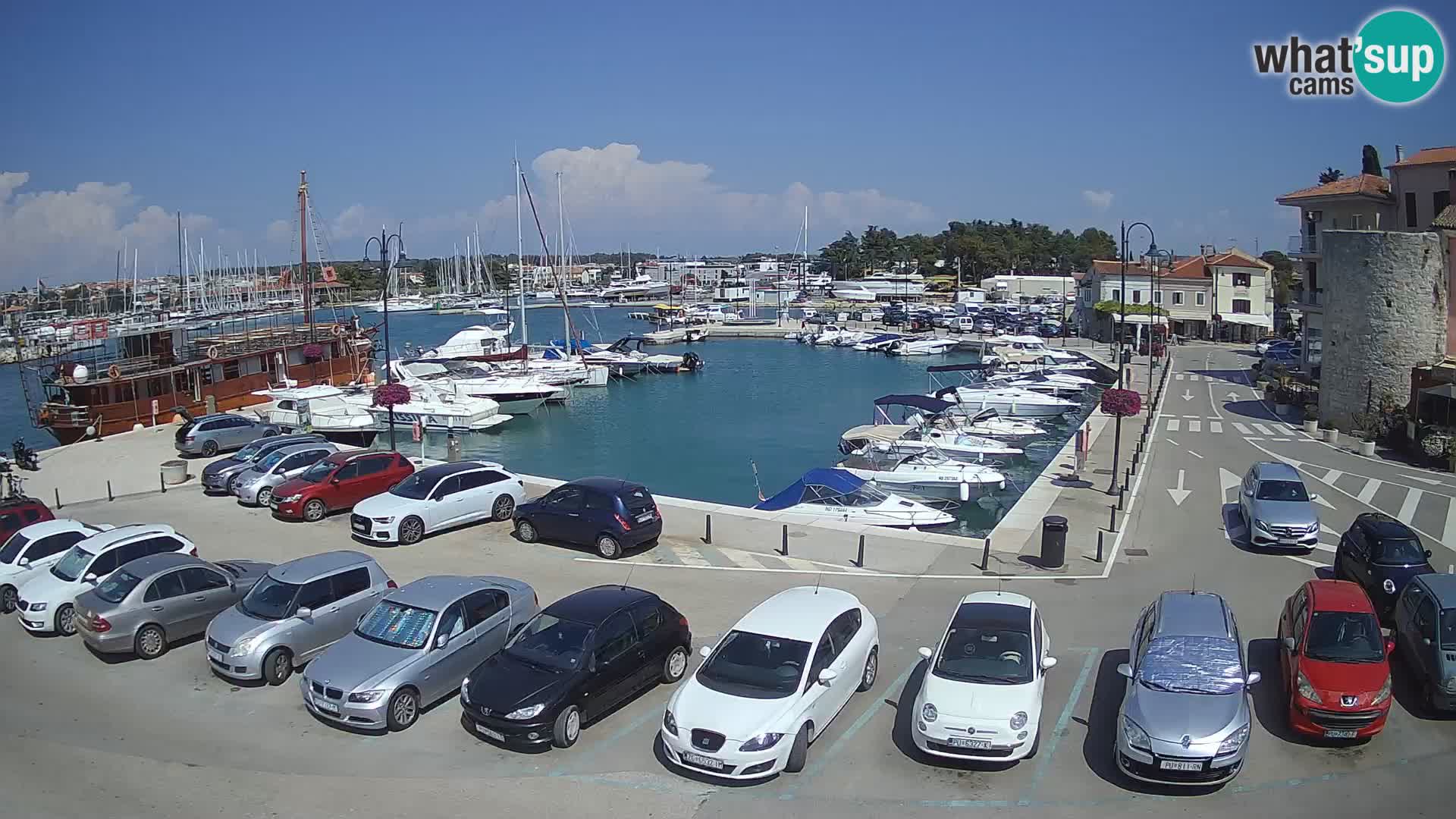 Novigrad | Porporela marina