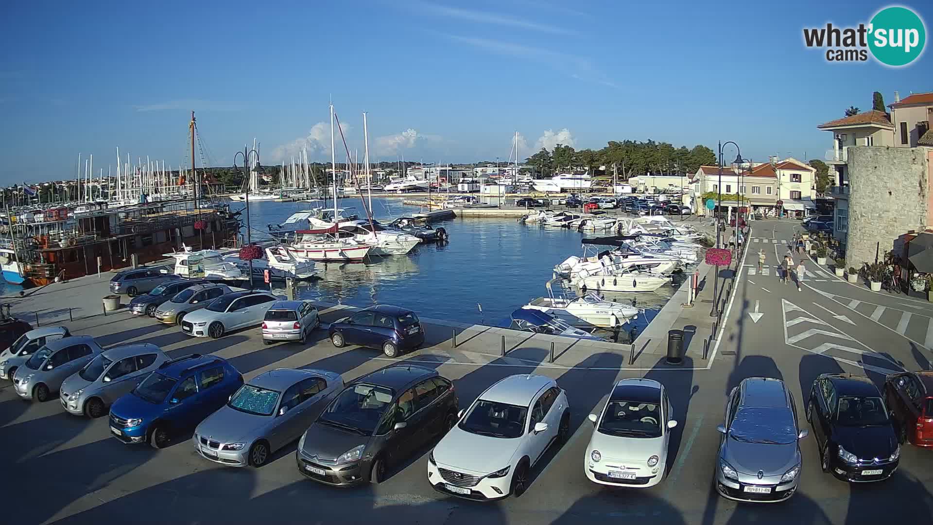 Novigrad | Porporela marina