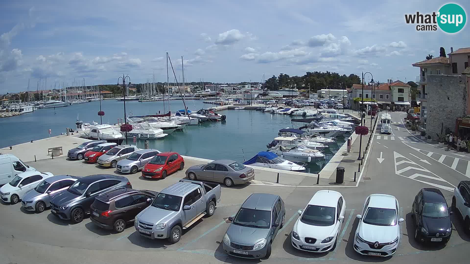 Novigrad | Porporela marina