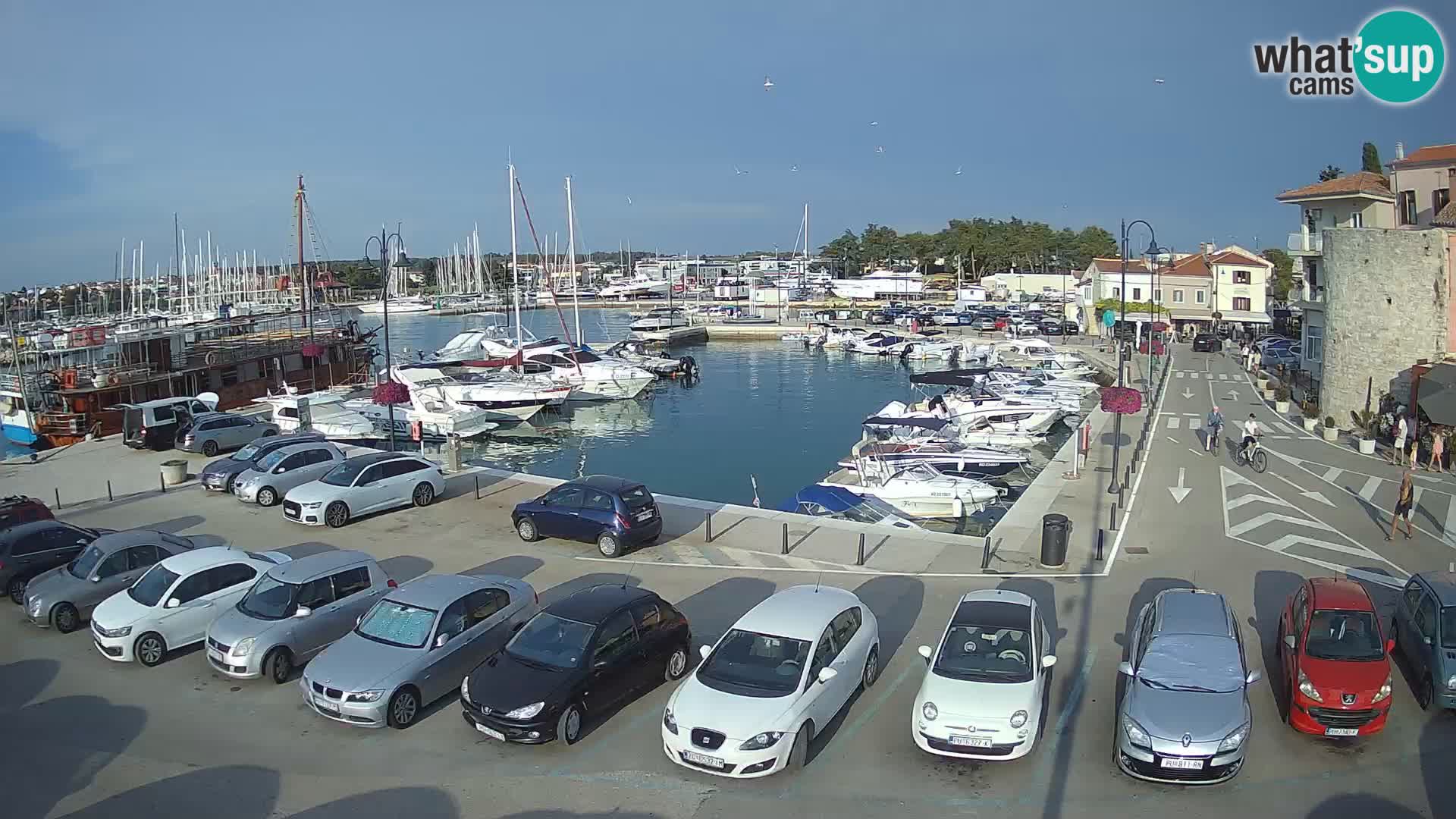 Novigrad | Porporela marina
