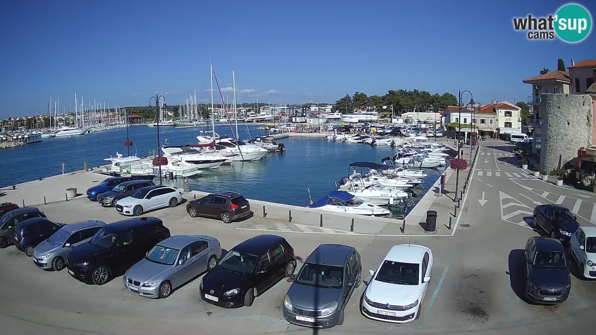 Novigrad | Porporela marina
